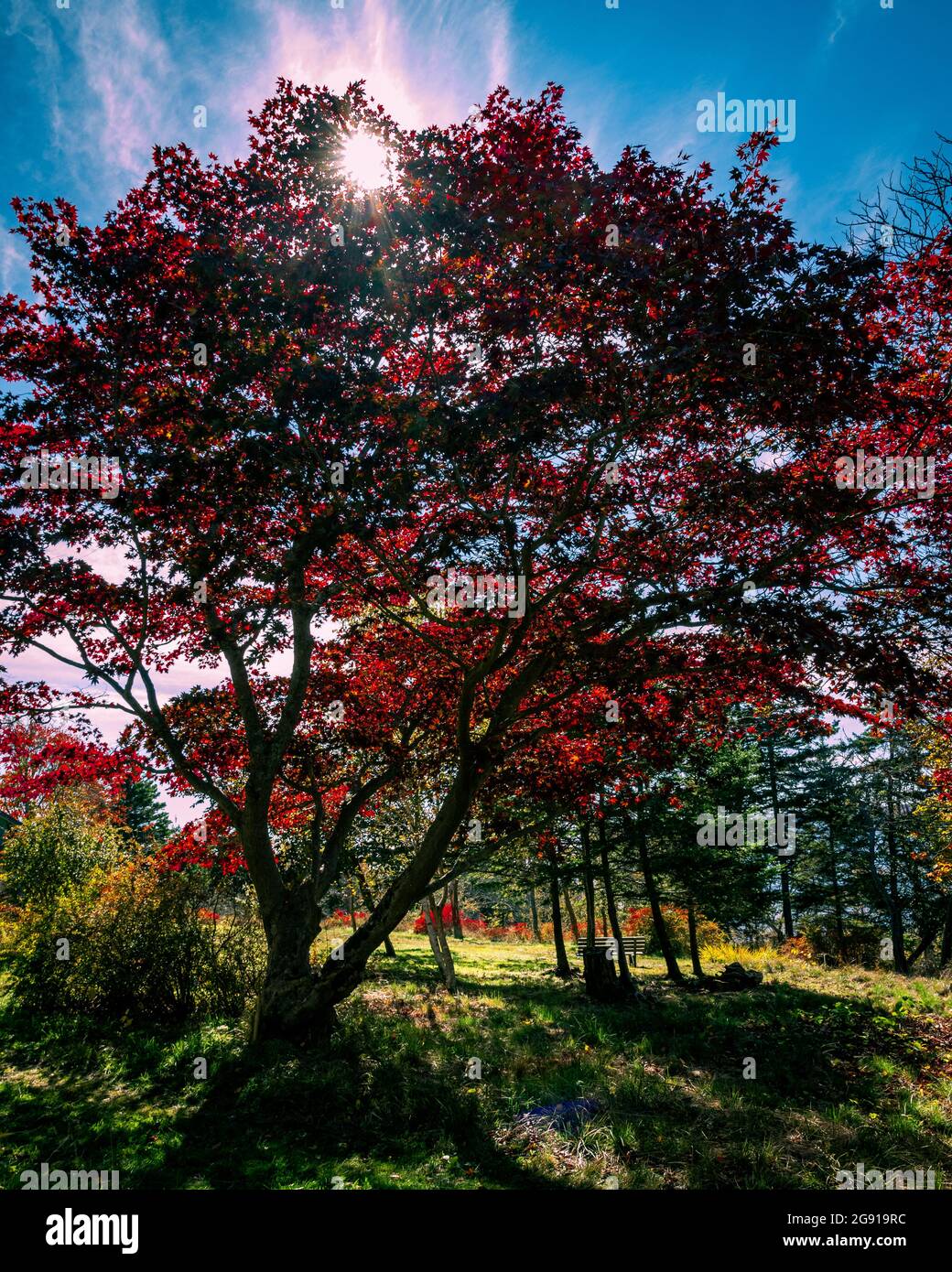 red Japanese maples Stock Photo