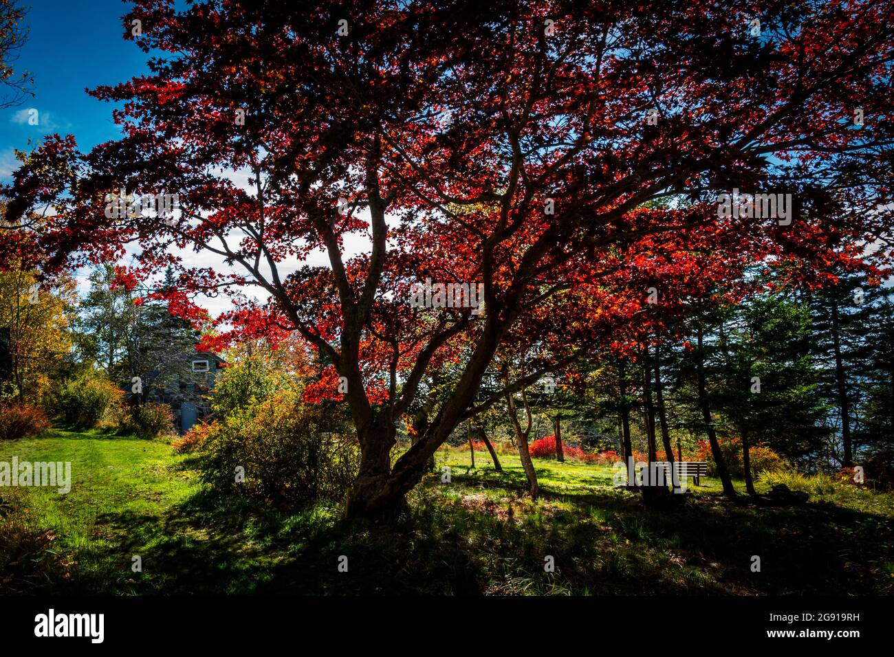 red Japanese maples Stock Photo