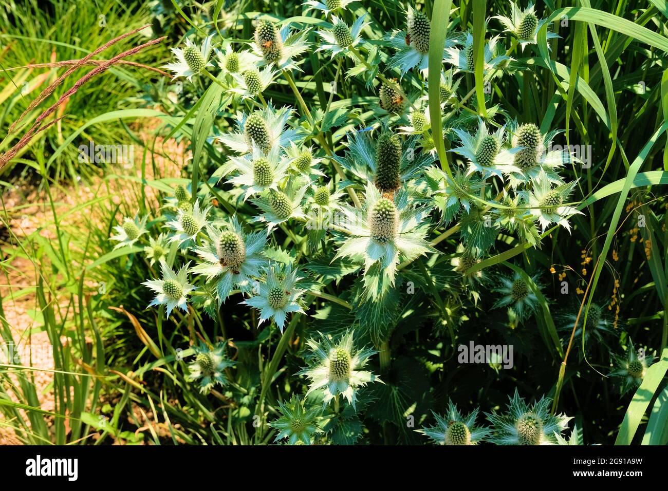 Eryngium giganteum or Miss Willmott's ghost, is a short-lived perennial flowering plant in the family Apiaceae; ornamental garden plant. Stock Photo