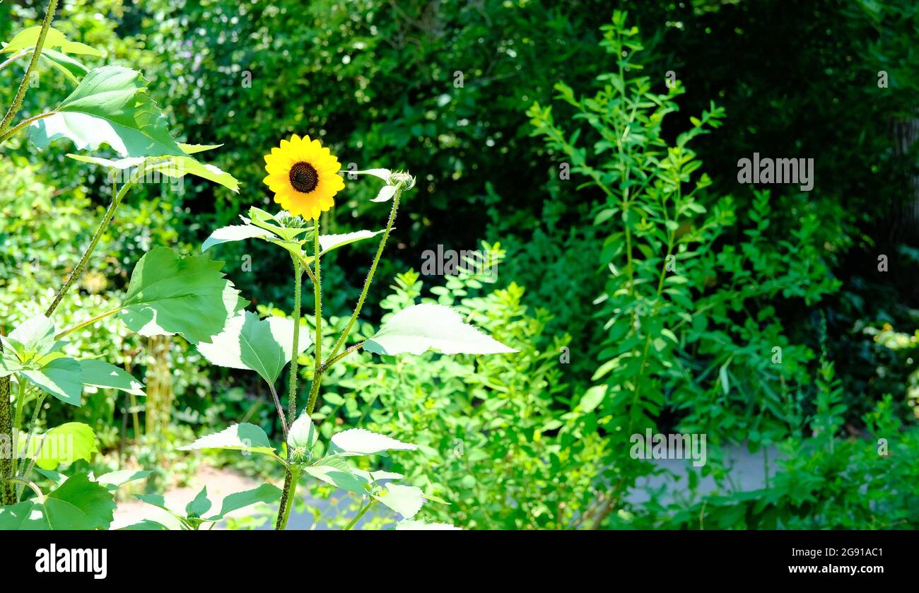 Helianthus hybrid, a heat and drought tolerant long blooming perennial