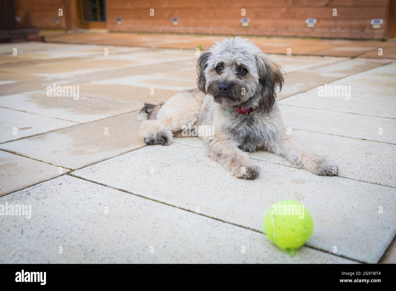 Dog wants clearance to play ball