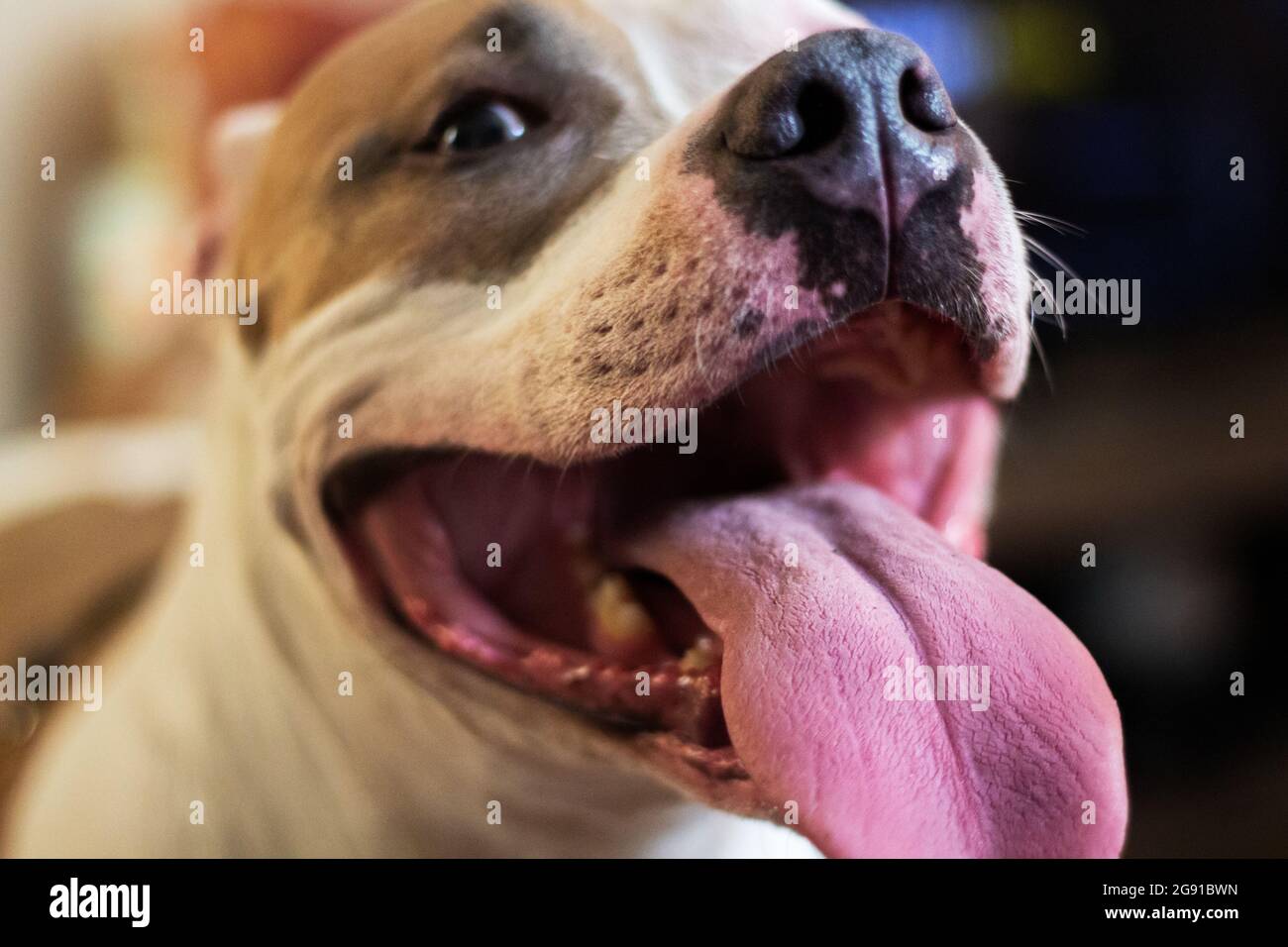 A mixed breed pitbull dog (American and American Staffordshire Pit Bull Terriers) (Canis lupus familiaris) pants, looking happy. Stock Photo