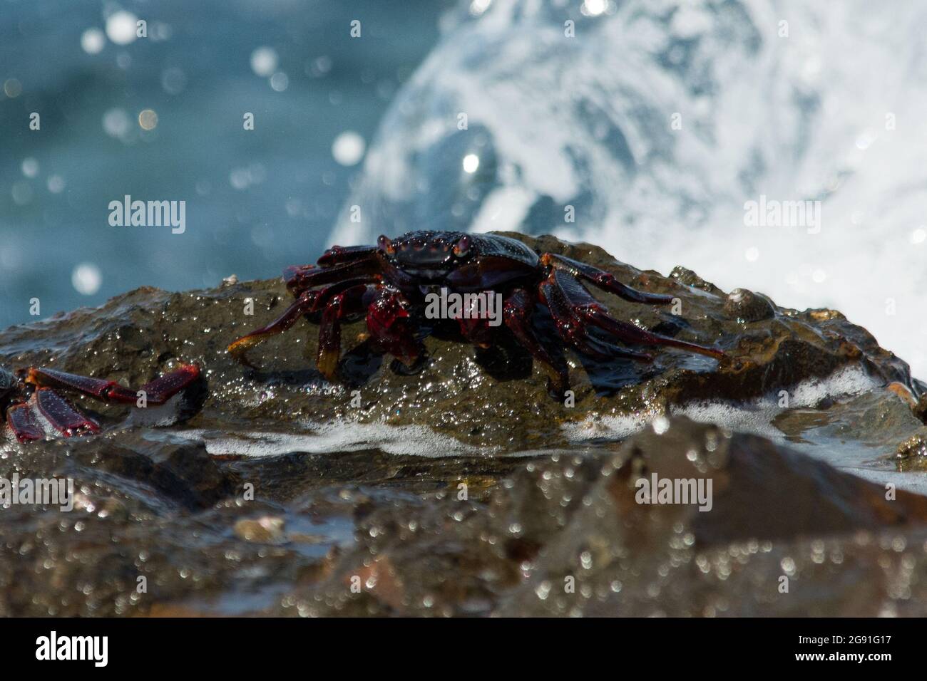 Red Rock Crab sitting in some breakers just aside Baja de las Roques at the very northwest of La Gomera in the Canary Islands. Stock Photo