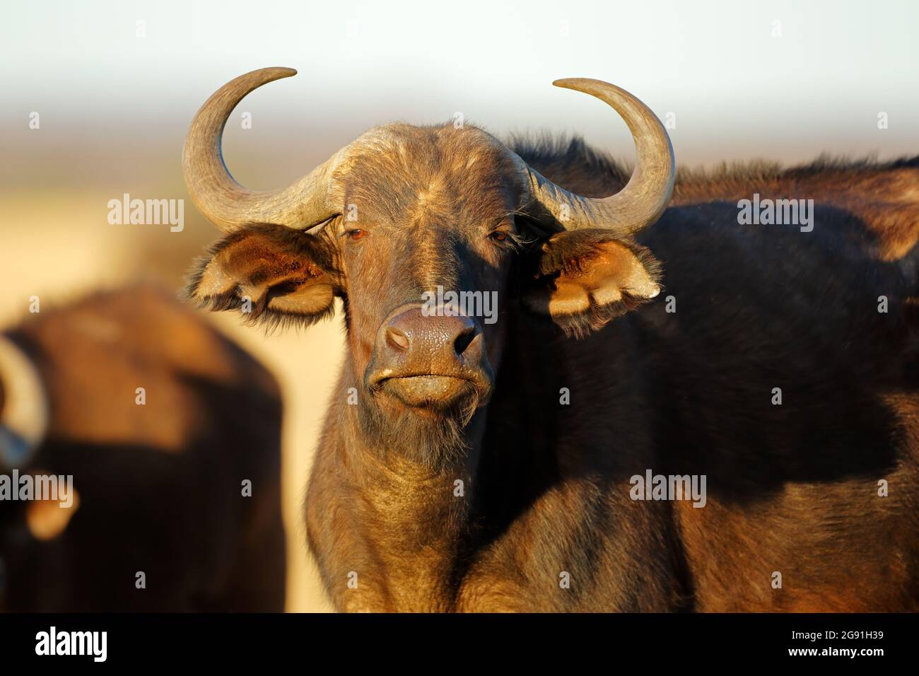 Portrait of an African or Cape buffalo (Syncerus caffer), Mokala ...