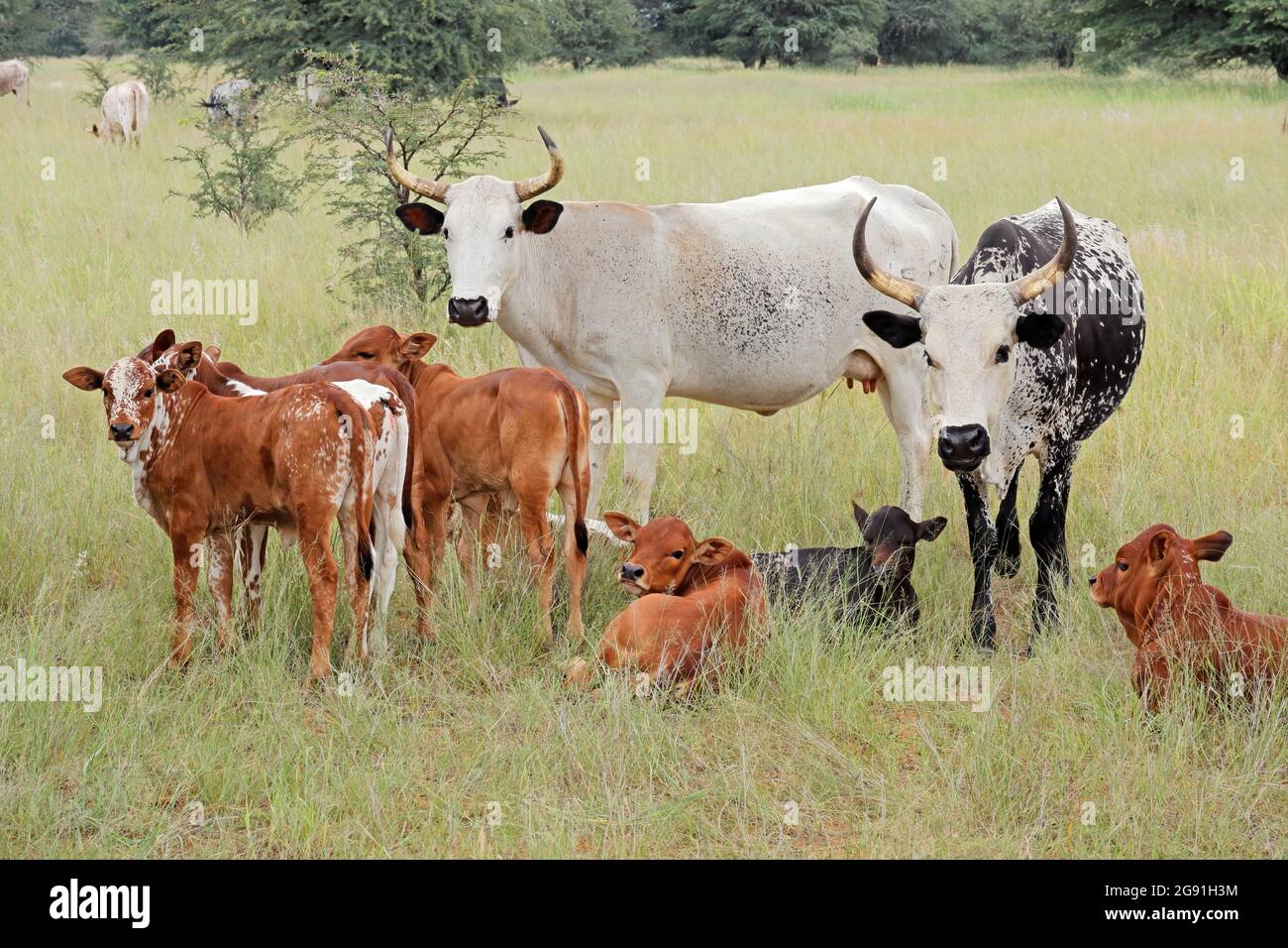 Freerange cattle with calves in grassland on a rural farm, South