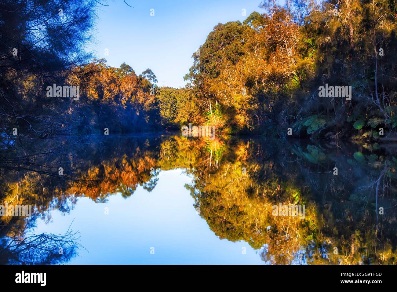Secnic nature landscape in Lane Cove national park gumtree woods