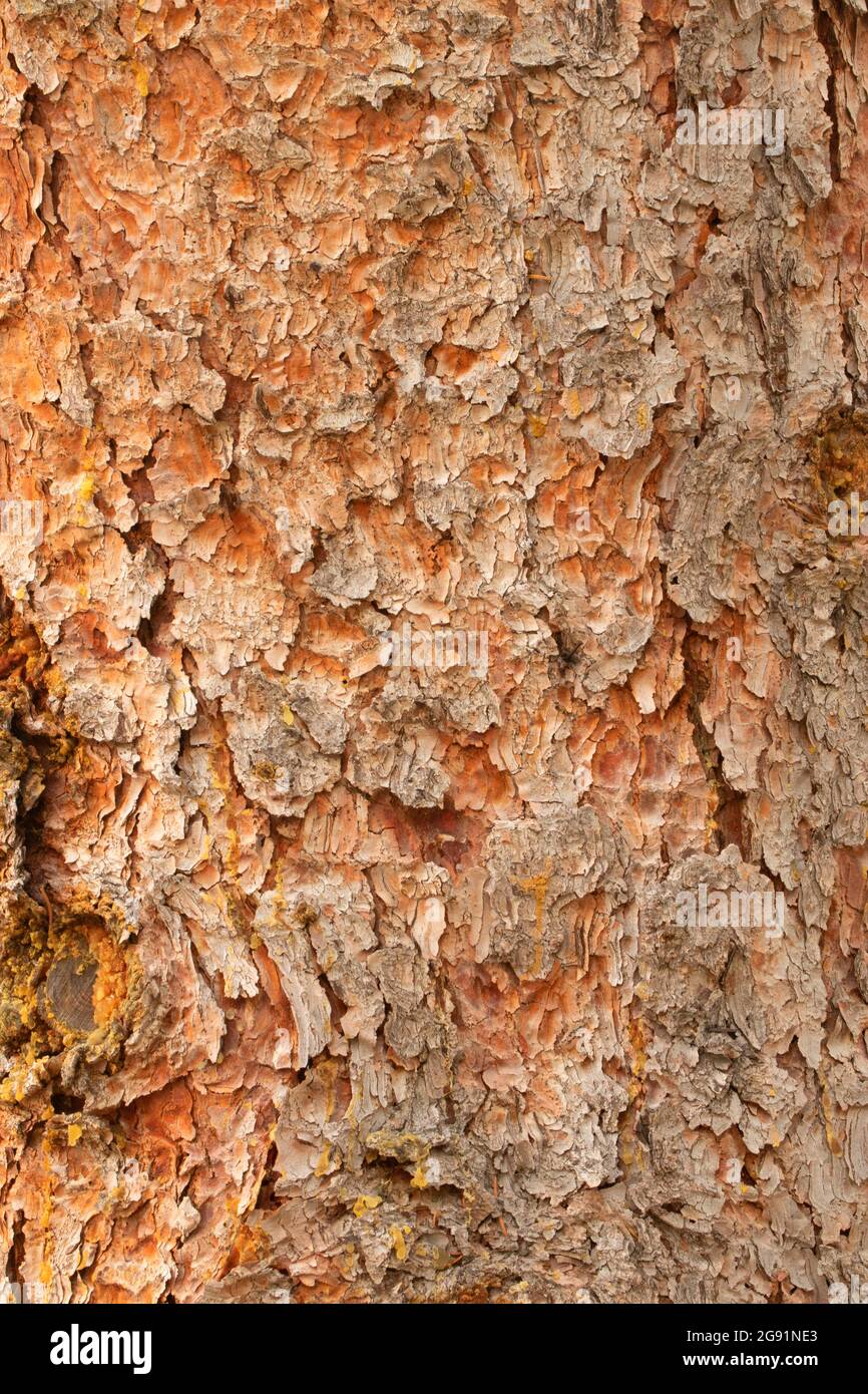 Spruce trunk, Medicine Bow-Routt National Forest, Wyoming Stock Photo