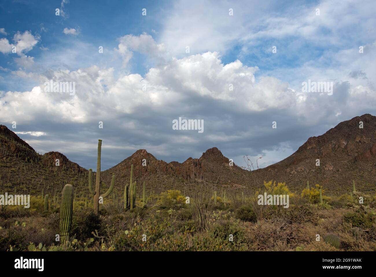 Sonoran desert tucson hi-res stock photography and images - Alamy