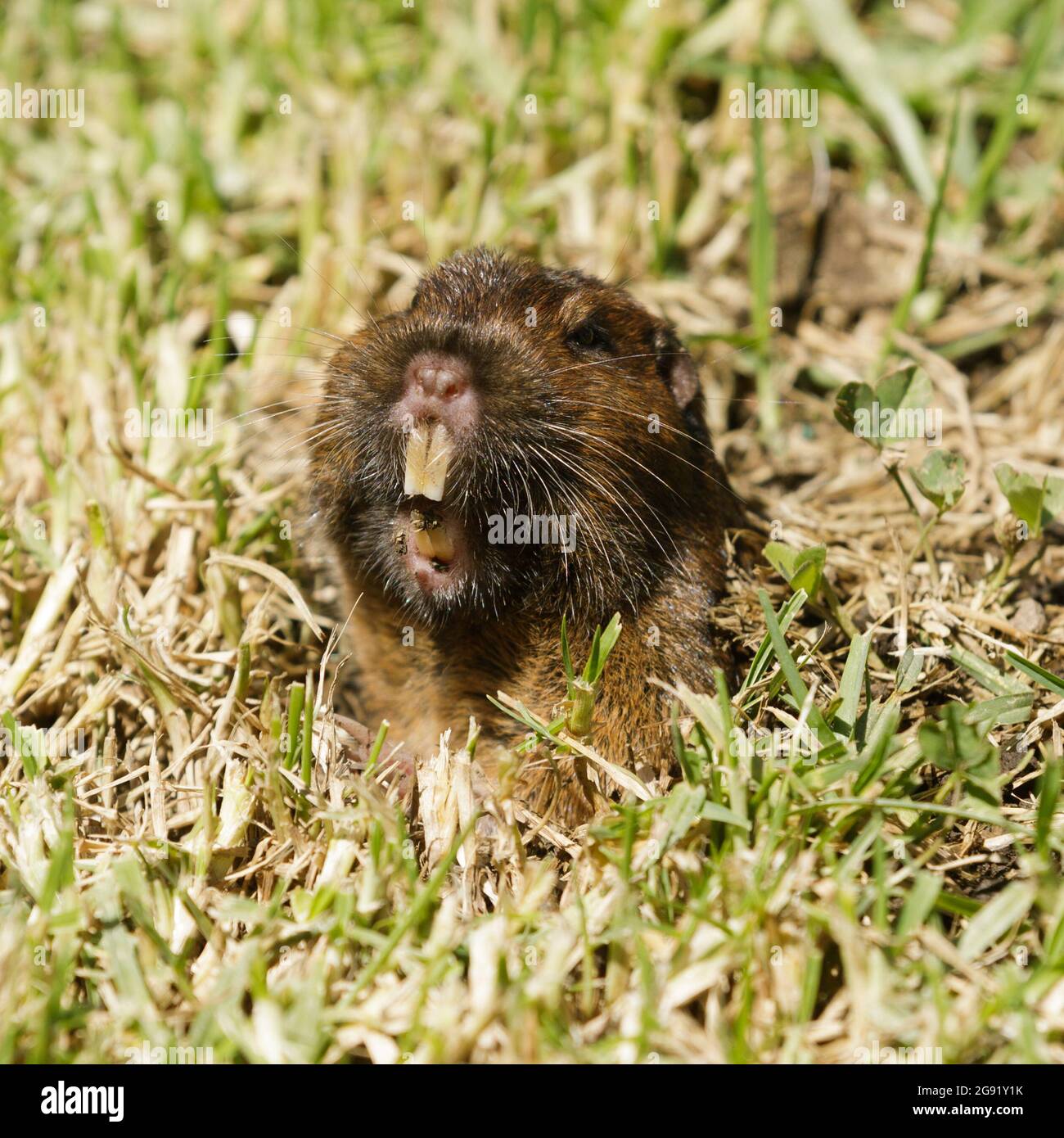 Pocket Gopher peeking out of burrow and starring at camera. Santa Clara County, California, USA