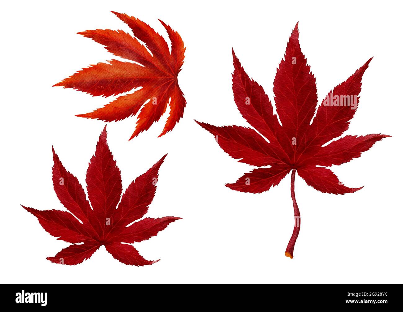 Red autumn Maple Leave Watercolor Painting Style VECTOR Stock Vector ...