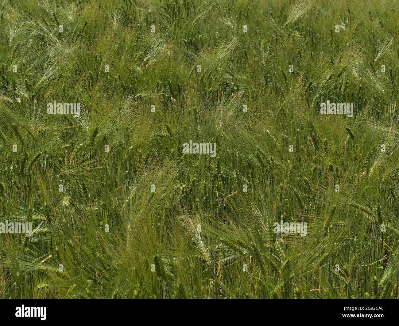 Closeup view of agricultural grain field with barley plants (hordeum vulgare) with green colored pattern in summer season in Swabian Alb, Germany. Stock Photo