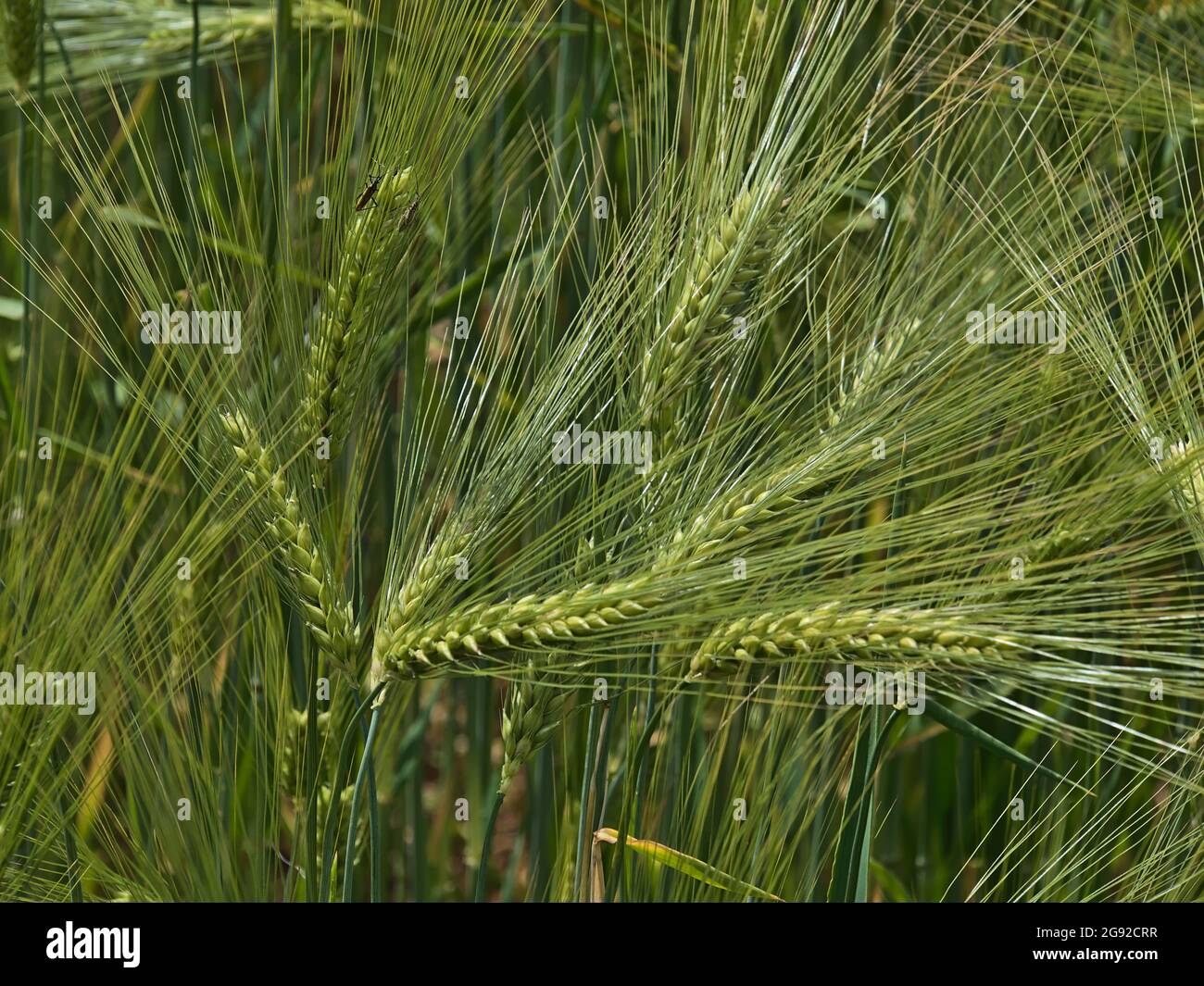 Close-up view of cereal grain field with green shimmering barley plants (hordeum vulgare) in summer time in Swabian Alb, Germany. Stock Photo