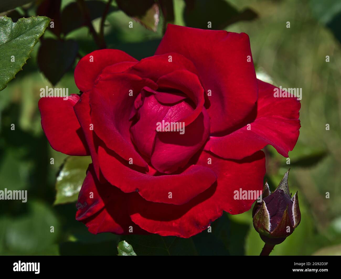 Close-up view of beautiful dark red colored rose flower (rosa) with ...
