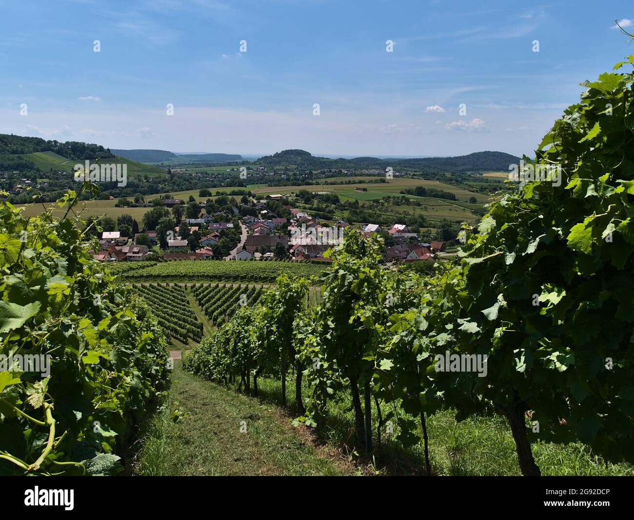 Beautiful rural landscape with view through vineyards with green leaves in summer with small village Helfenberg located in a valley. Stock Photo