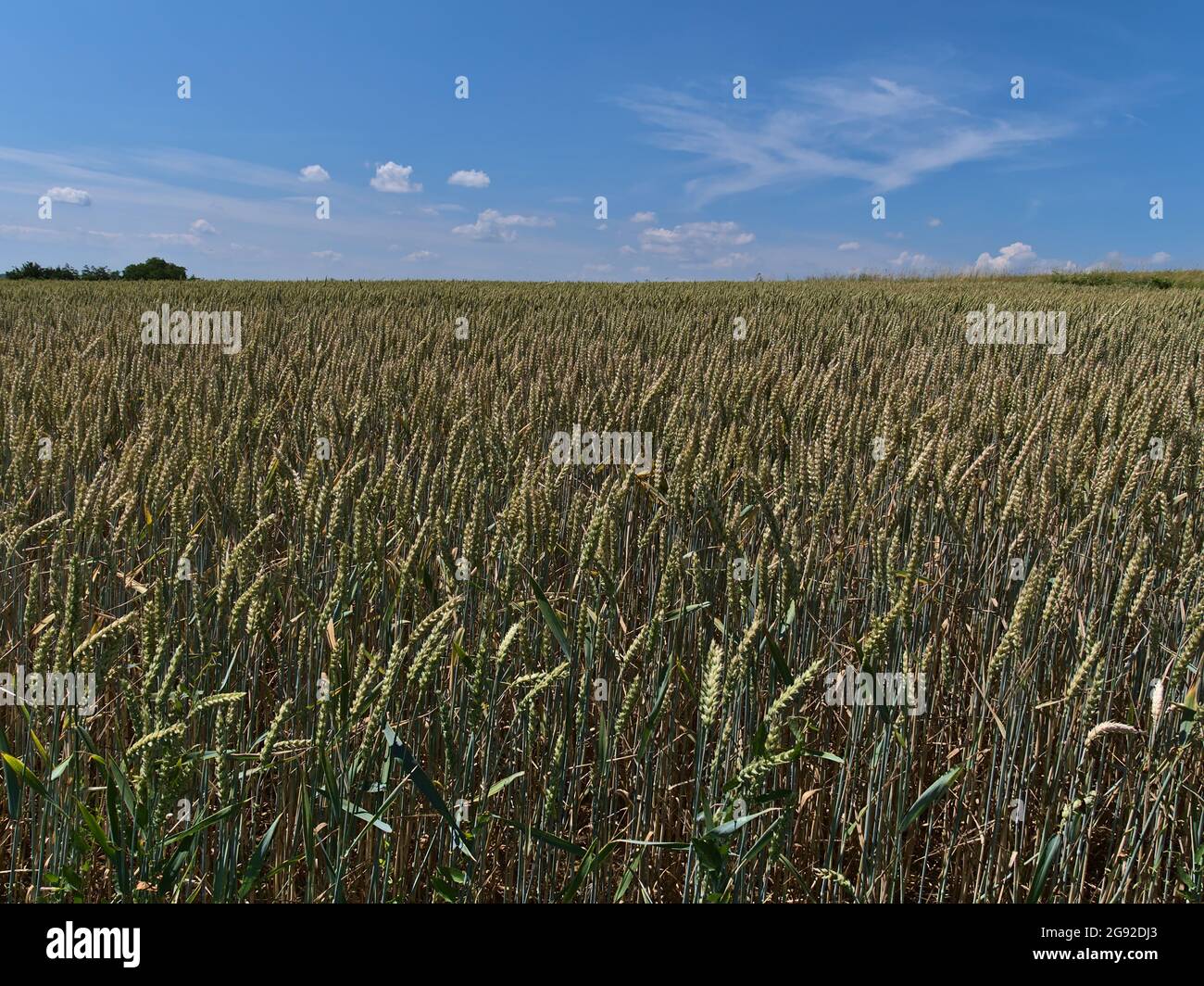 View over agricultural grain field with green and golden wheat plants (triticum aestivum) in summer season near Abstatt, Baden-Württemberg, Germany. Stock Photo
