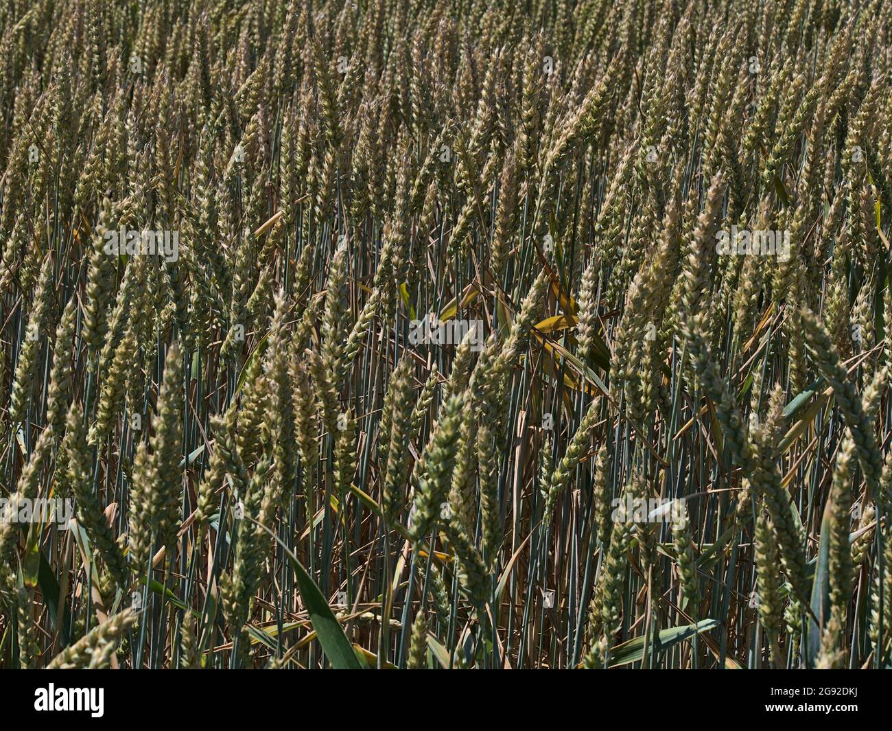 Closeup view of agricultural grain field with pattern of green and golden colored wheat plants (triticum aestivum) in summer near Abstatt, Germany. Stock Photo