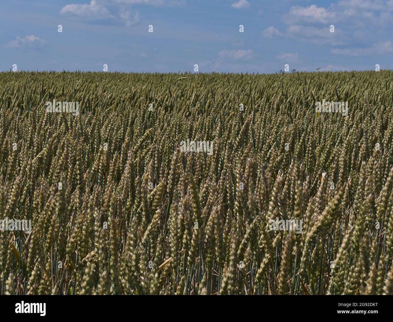 View of agricultural grain field with green and golden colored wheat plants (triticum aestivum) in summer near Abstatt, Baden-Württemberg, Germany. Stock Photo