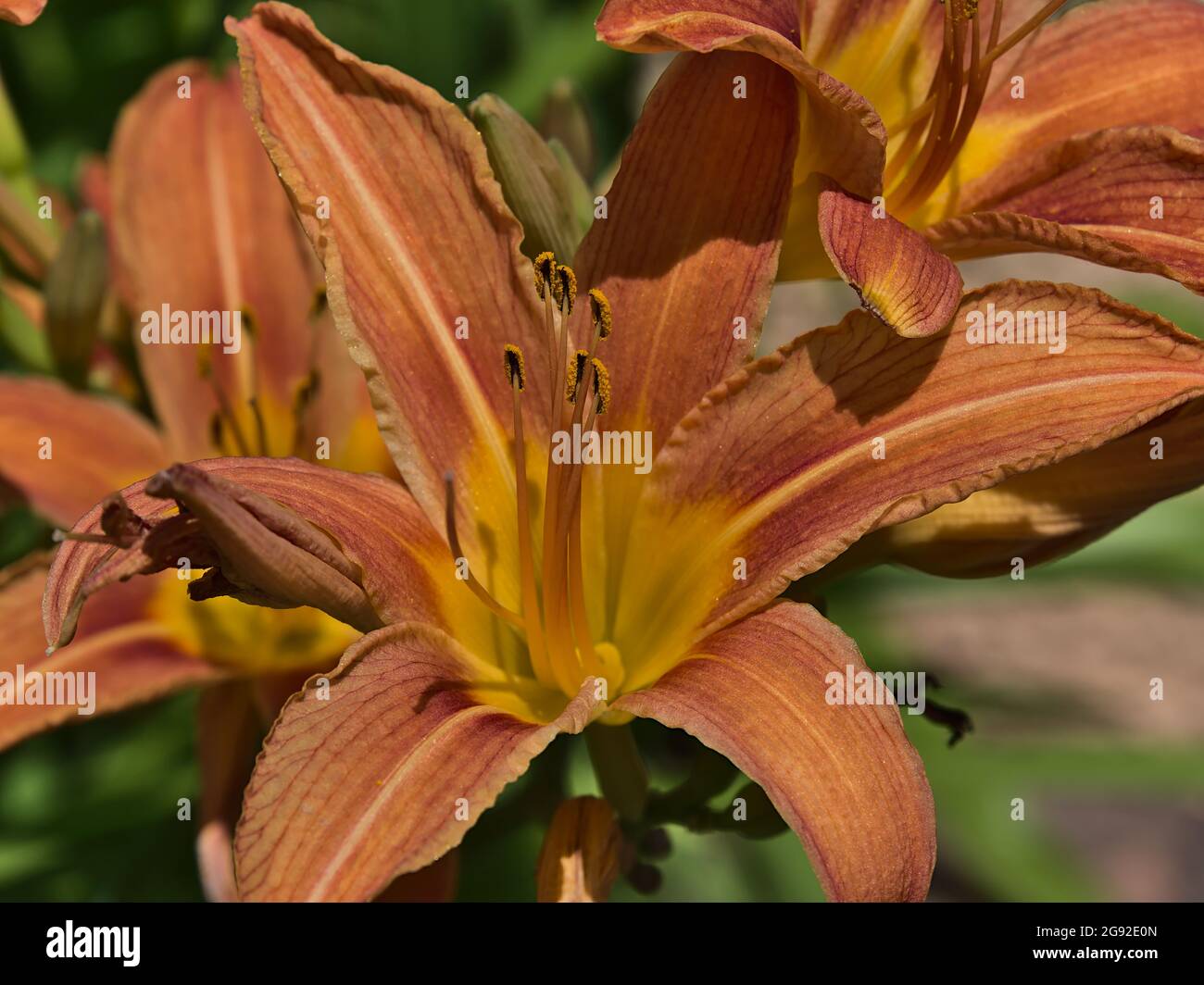 Closeup view of beautiful blooming lily (lilium) with orange and yellow textured flower heads and green leaves on sunny summer day. Stock Photo