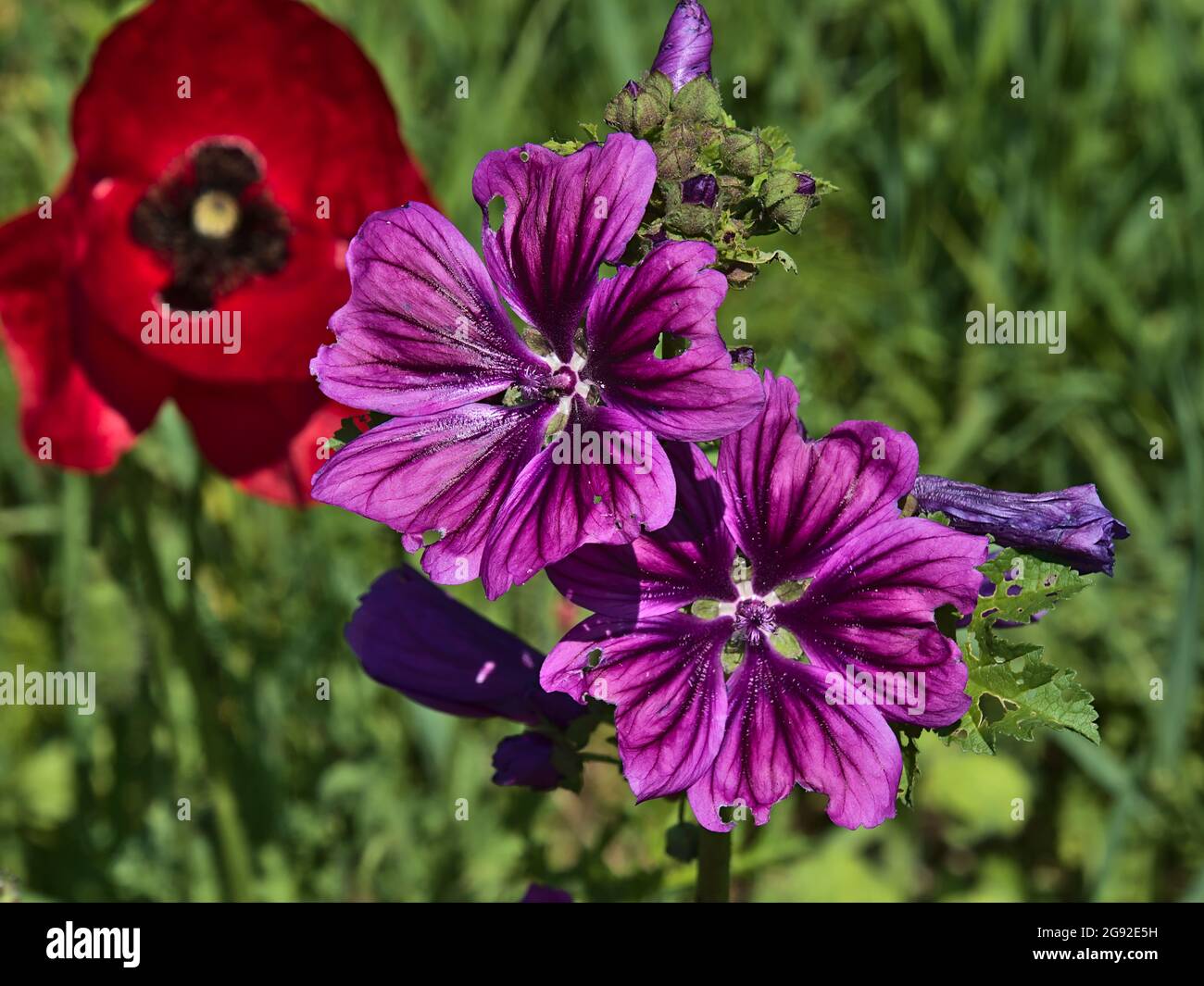 Violet poppy flower blossom hi-res stock photography and images - Alamy