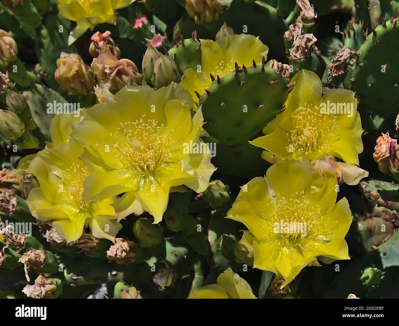 Closeup view of prickly pear flowers (opuntia, cactaceae) with yellow colored blossom and thick green leaves with spines on sunny summer day. Stock Photo