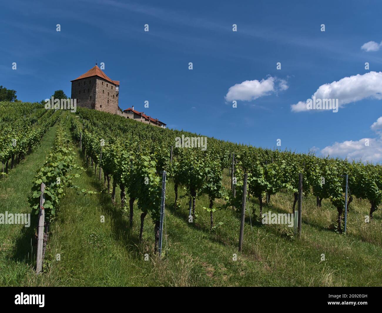 Low angle view of historic medieval castle Burg Wildeck in Baden-Württemberg, Germany, located on the top of vineyard hill with green leaves. Stock Photo