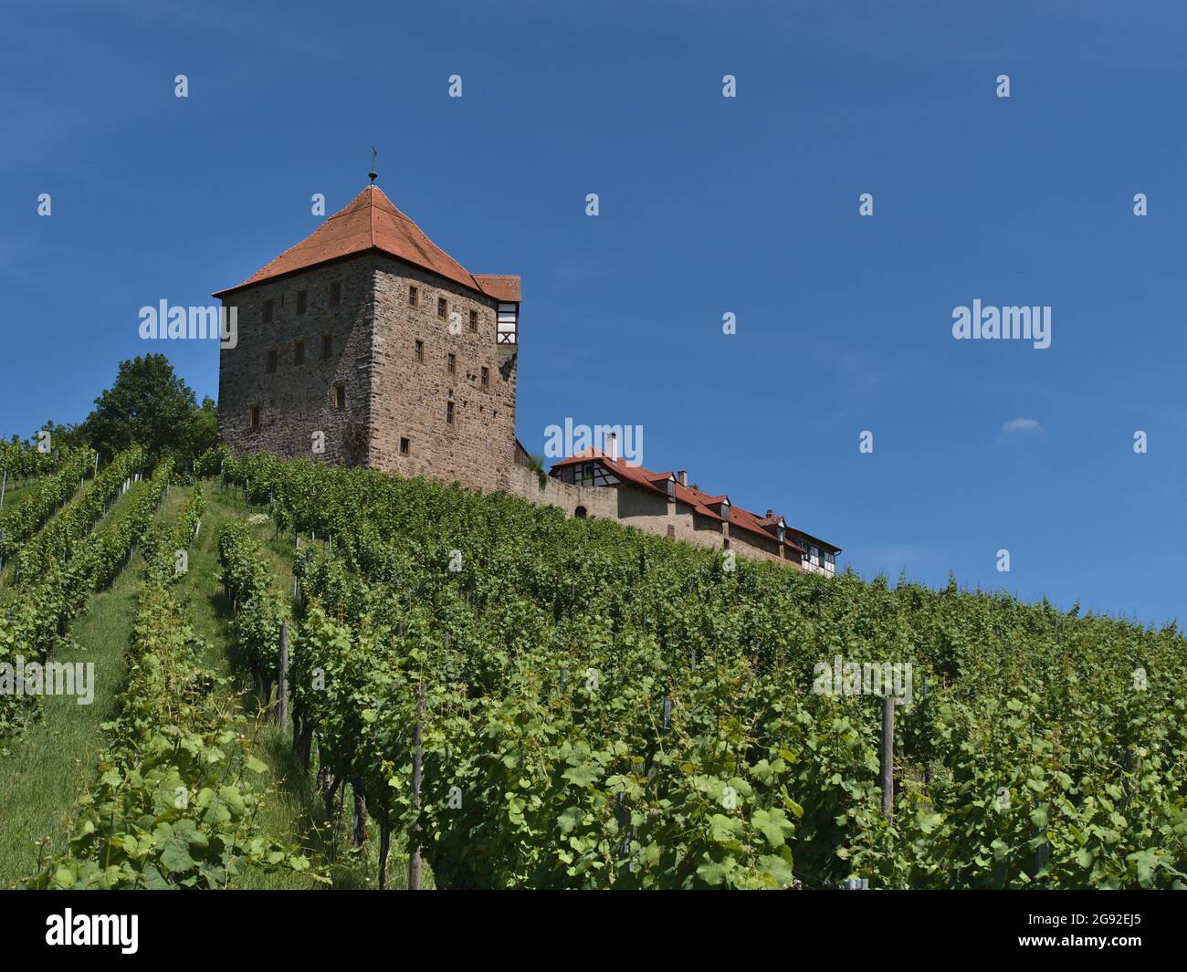 Beautiful low angle view of historic medieval castle Burg Wildeck (ca. 12th century) in Baden-Württemberg, Germany, with vineyard in front. Stock Photo