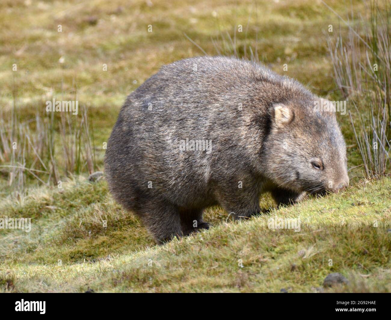 Cute adult marsupial wombat grazing in wilderness grassland in the sun near Cradle Mountain Lodge in Tasmania Stock Photo