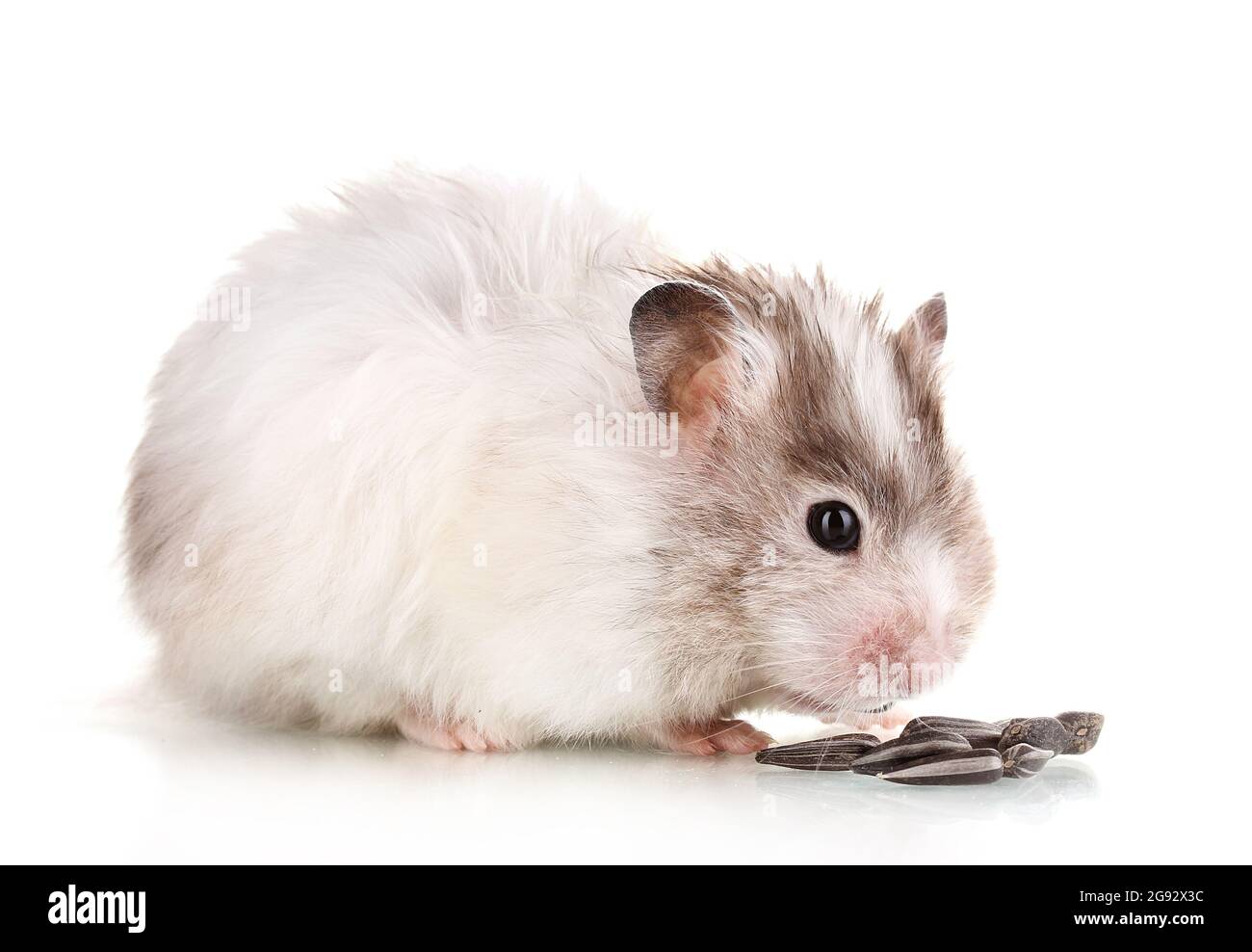 Cute hamster eating sunflower seeds isolated white Stock Photo Alamy
