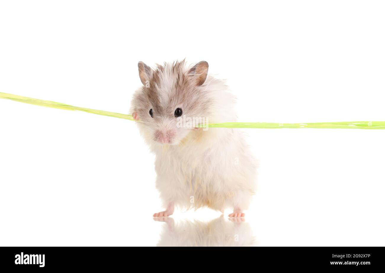 Cute hamster and rope isolated white Stock Photo Alamy