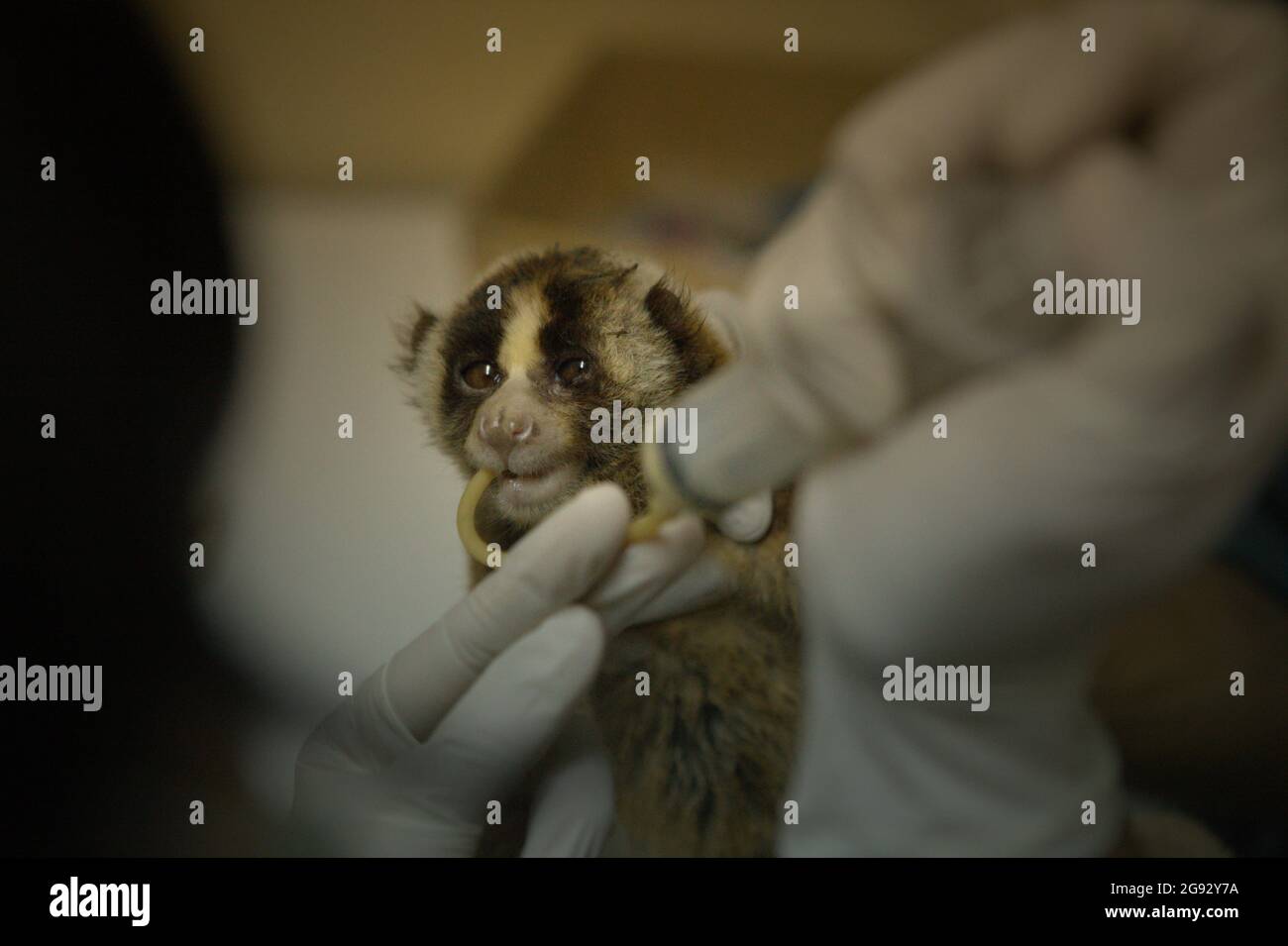 A team of veterinarians led by Sharmini Julita Paramasivam is giving a