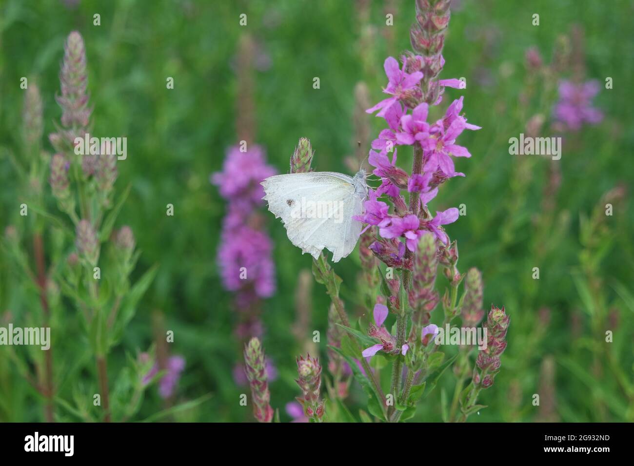 A Butterfly On Lythrum Anceps Lythrum Salicaria Flowers In Garden Stock Photo