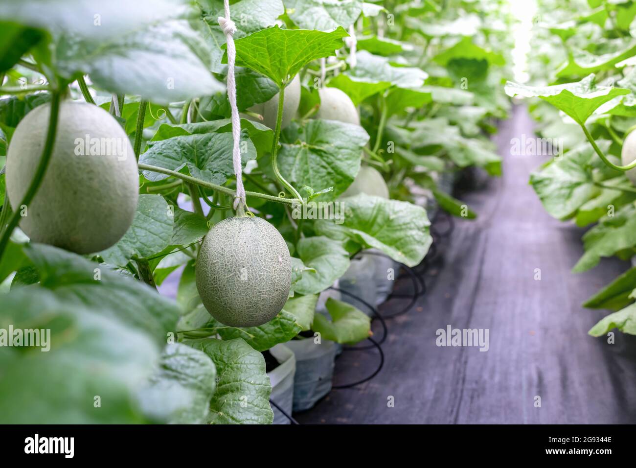 Young cantaloupe sprout growing in hires stock photography and images