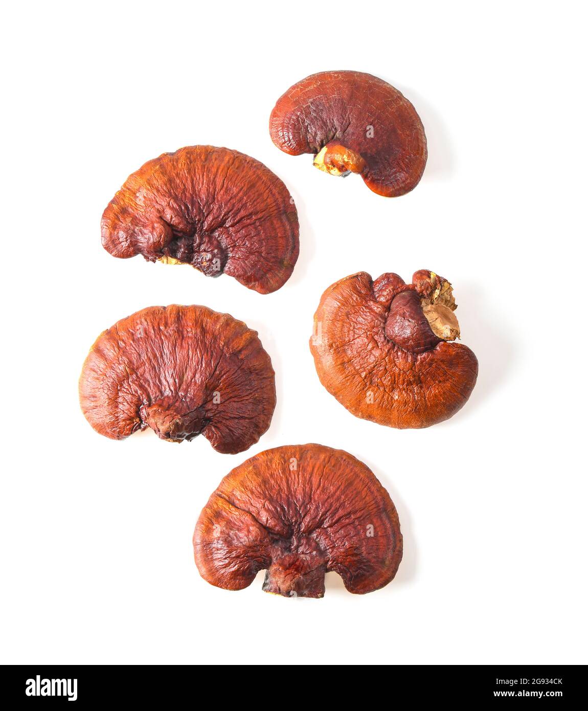 Lingzhi Mushroom Isolated on white background Stock Photo Alamy