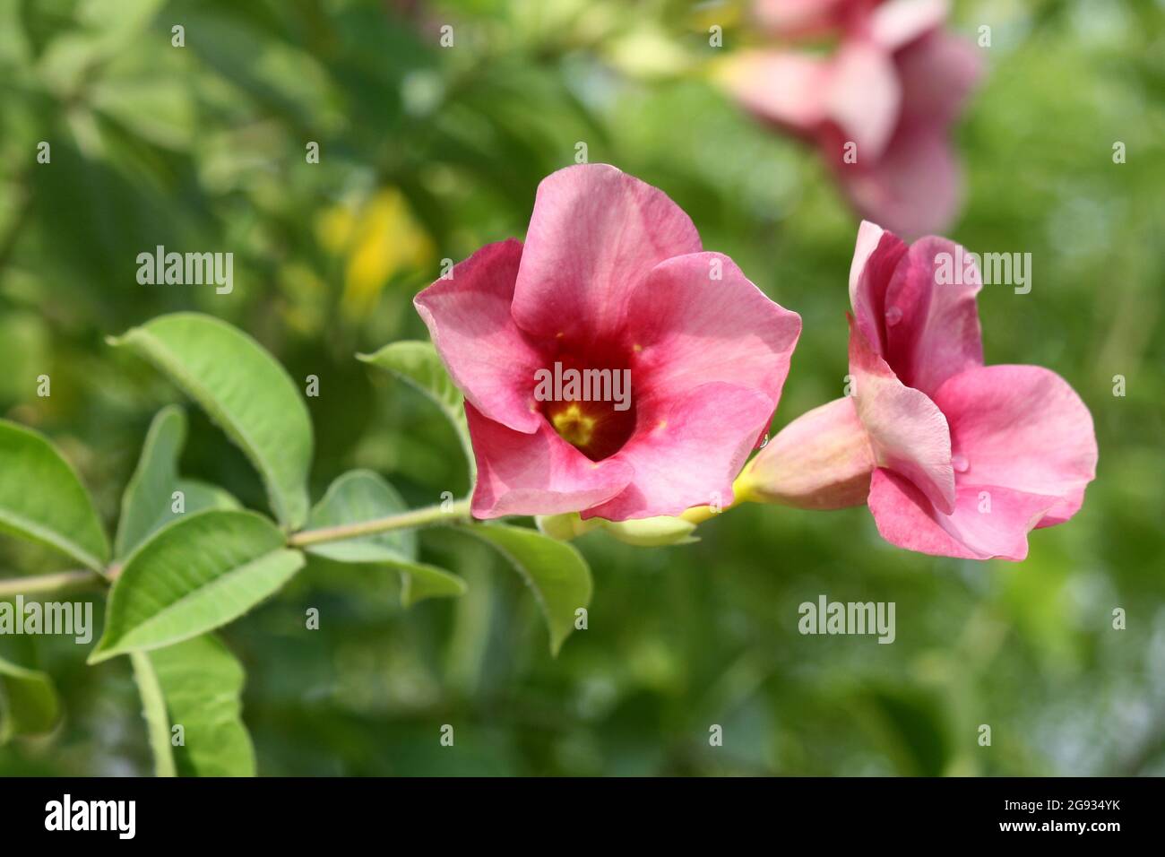 Allamanda Purple-Violet (Allamanda blanchetii) flowers in bloom Stock Photo