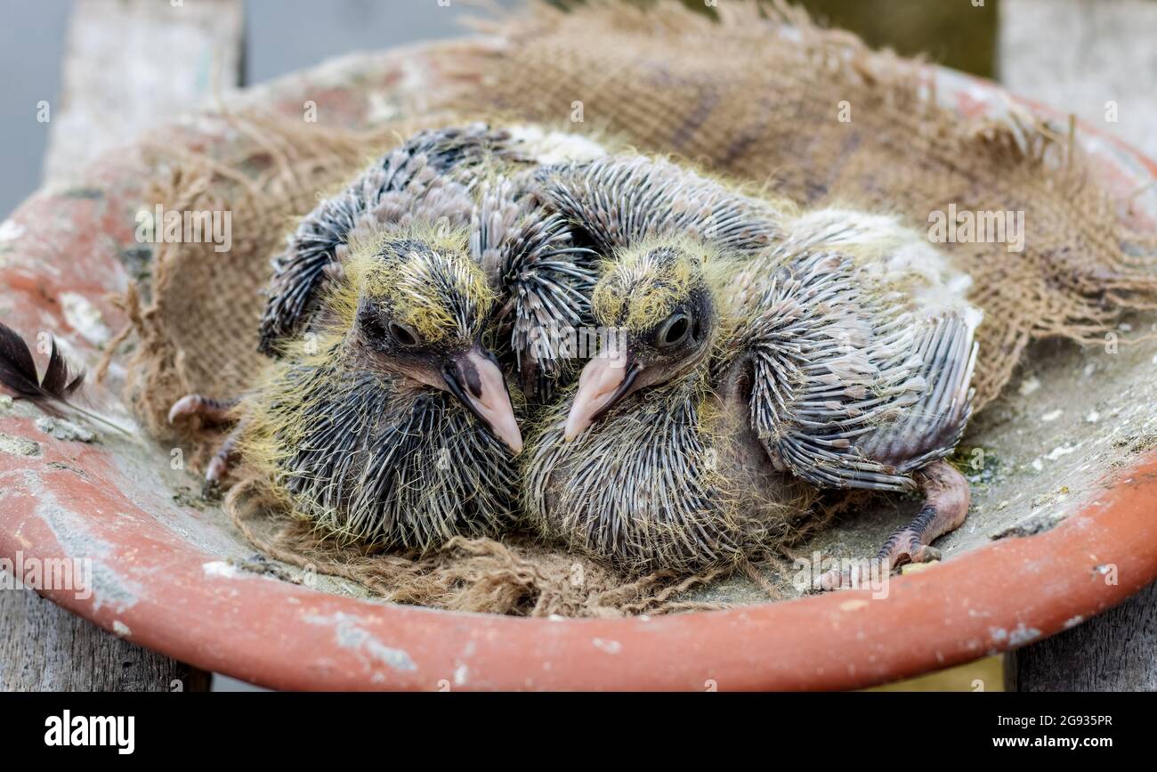 A pair of cute baby pigeons on their nest close up Stock Photo