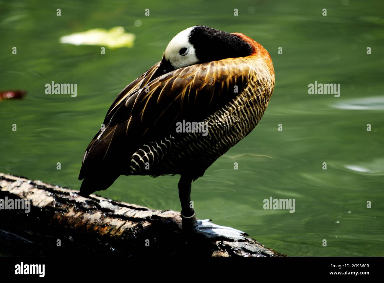 Bird portrait of Dendrocygna viduata resting on a tree branch next to pond Stock Photo