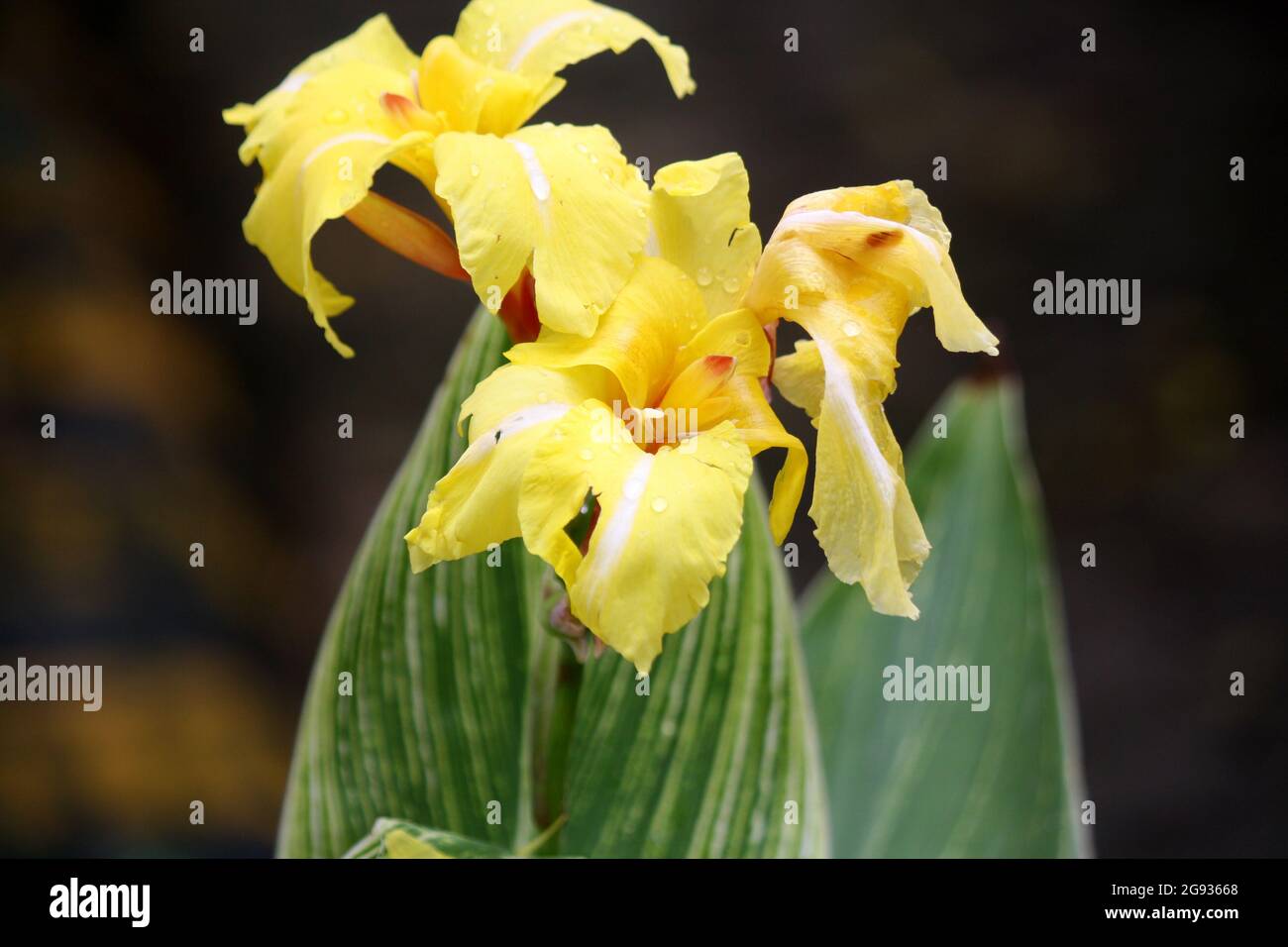 Canna lily (genus Canna) flowering in a garden Stock Photo Alamy