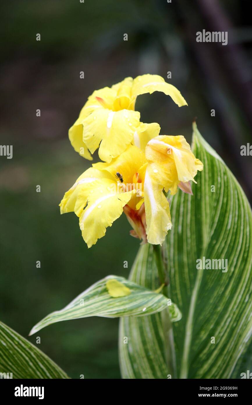 Canna lily (genus Canna) flowering in a garden Stock Photo Alamy