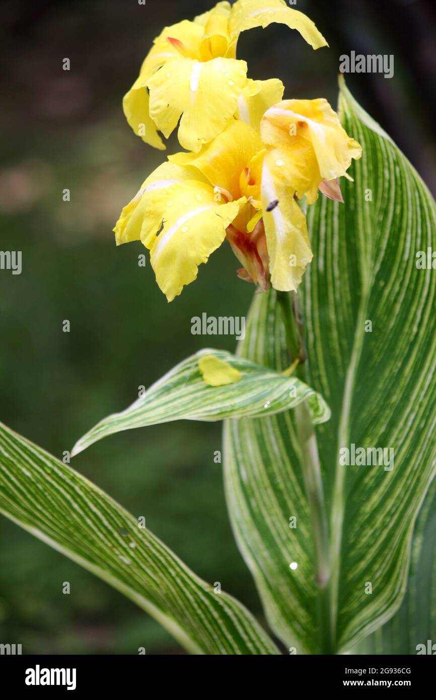 Canna lily (genus Canna) flowering in a garden Stock Photo Alamy