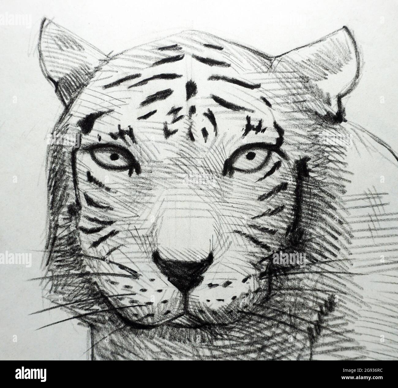 Stock Art Drawing of a Bengal Tiger