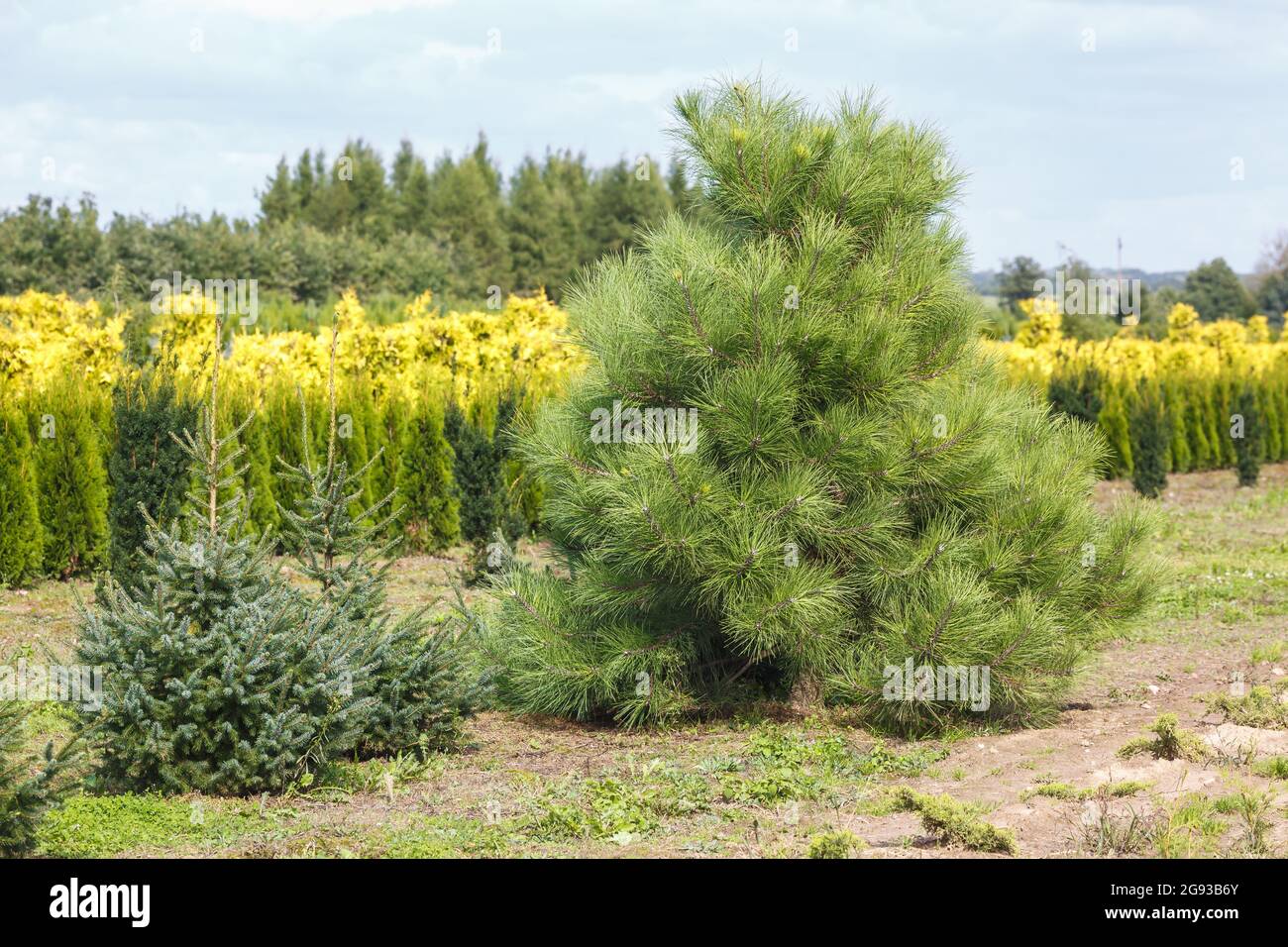 plantation of young conifers in greenhouse with a lot of plants Stock Photo