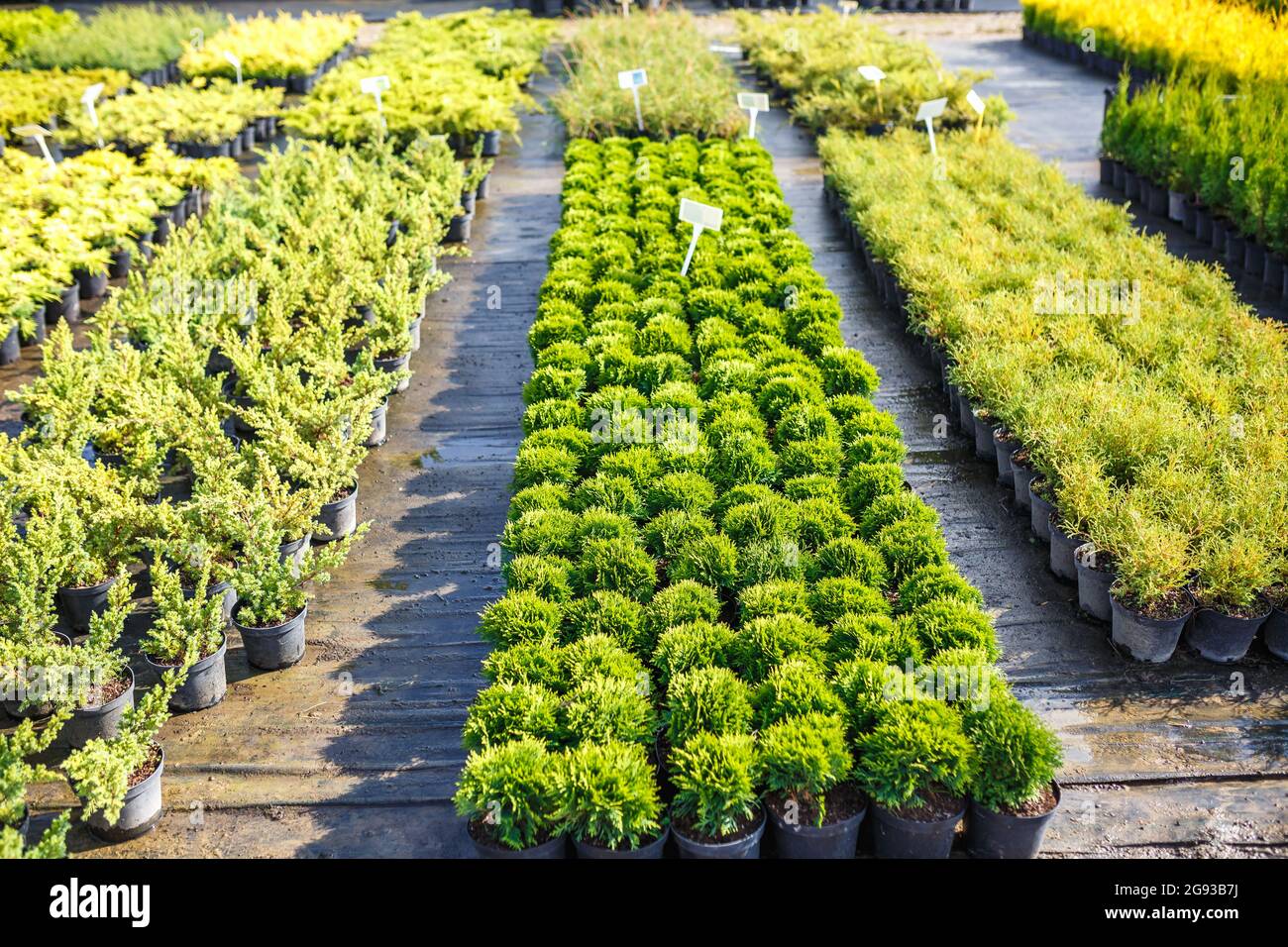 plantation of young conifers in greenhouse with a lot of plants Stock Photo