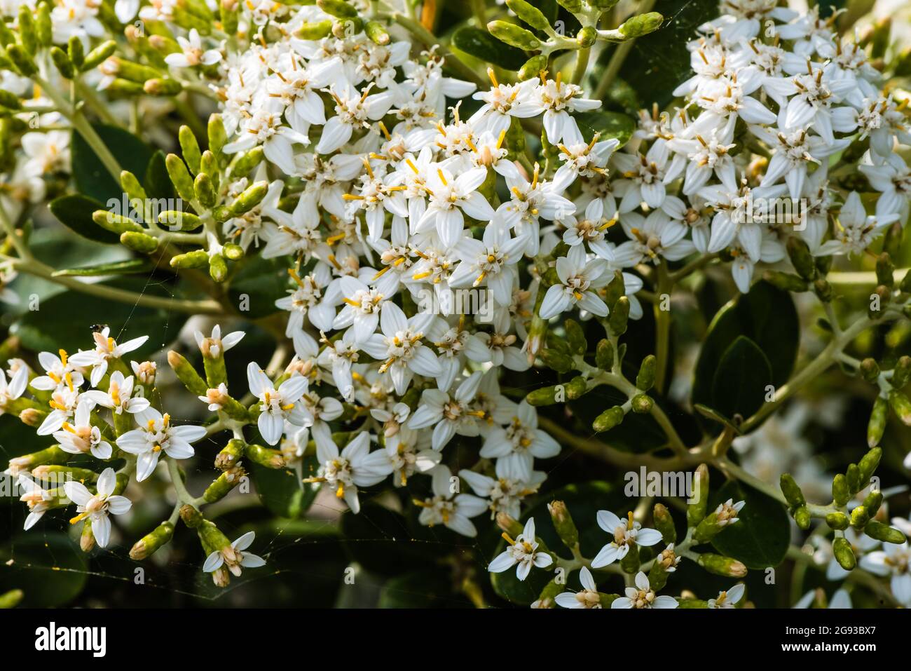 Olearia Haastii  growing in a Counry Garden. Stock Photo