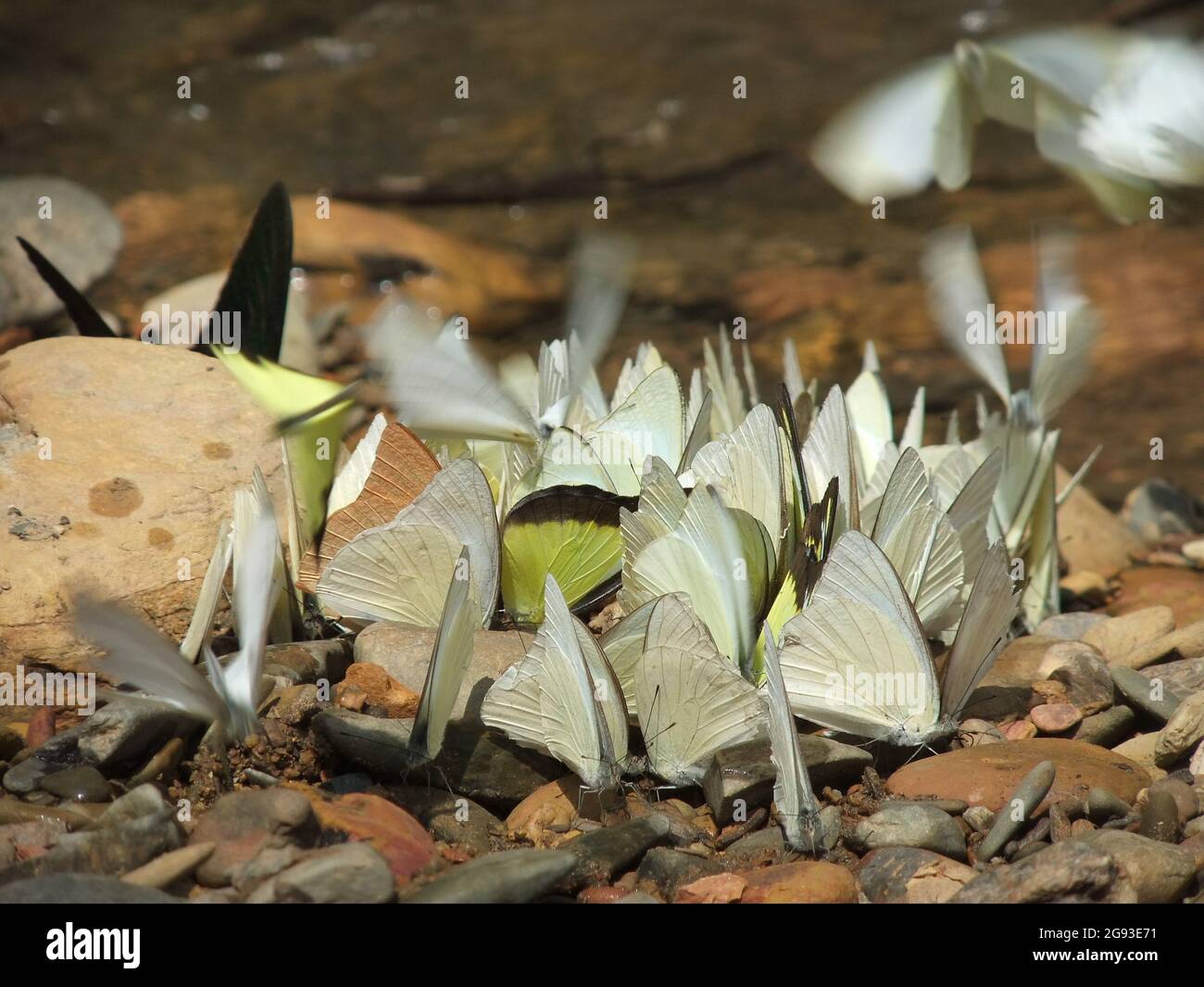 Loas Insects Laos insects hi-res stock photography and images - Alamy
