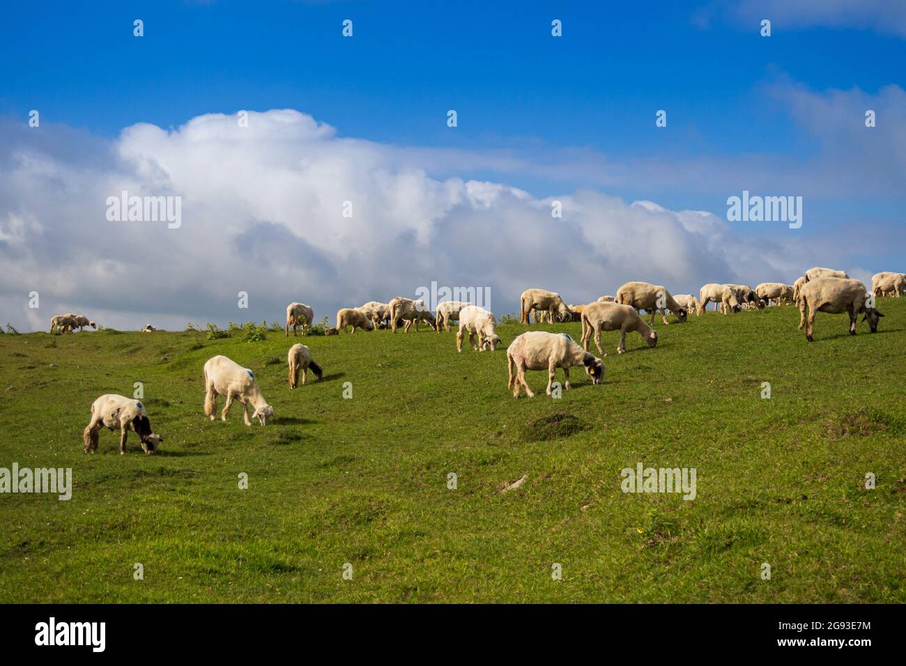 sheep grazing on green hills Stock Photo - Alamy