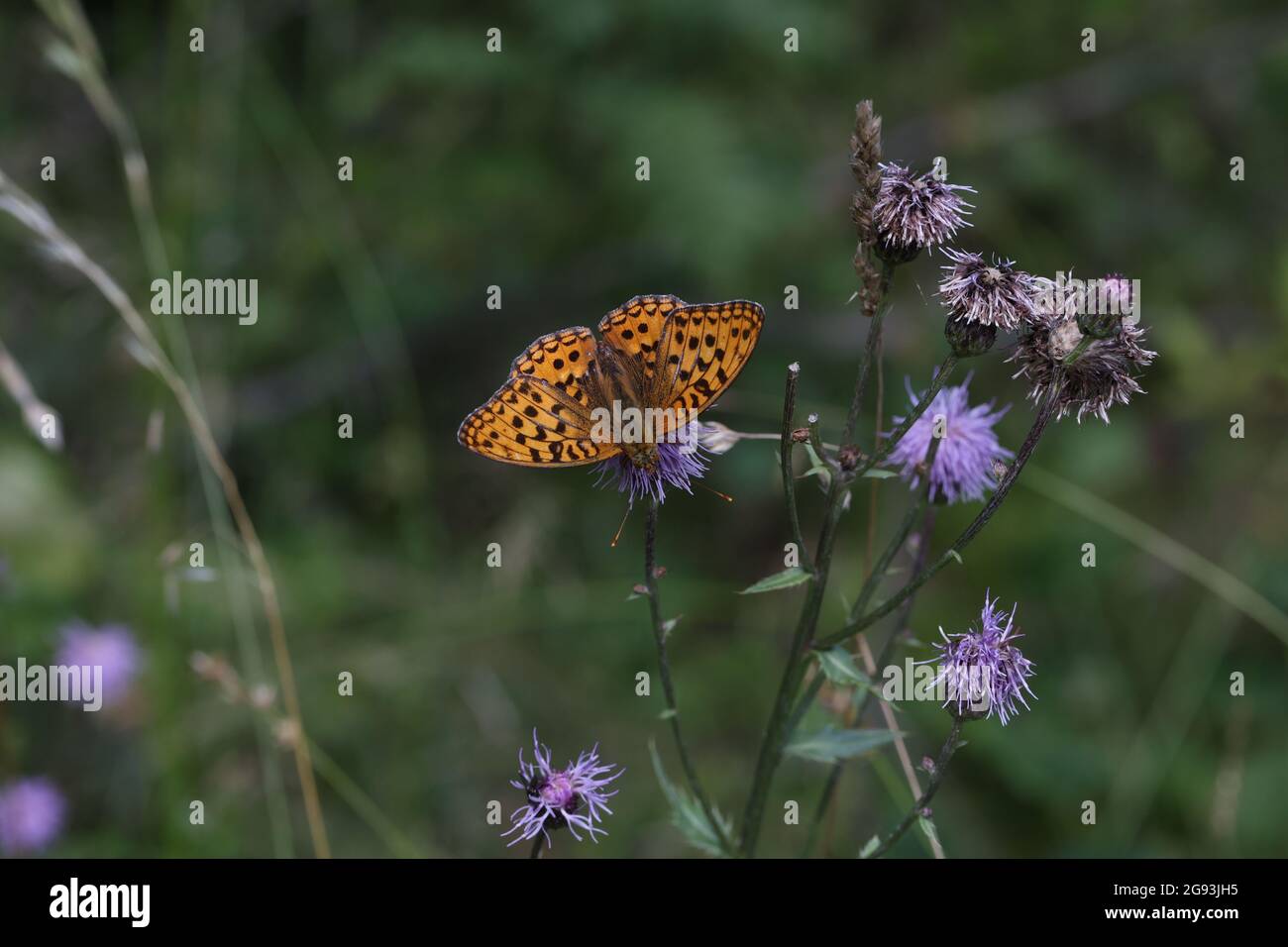 Beautiful close-up of a silver-washed fritillary butterfly sitting on a flower. Stock Photo