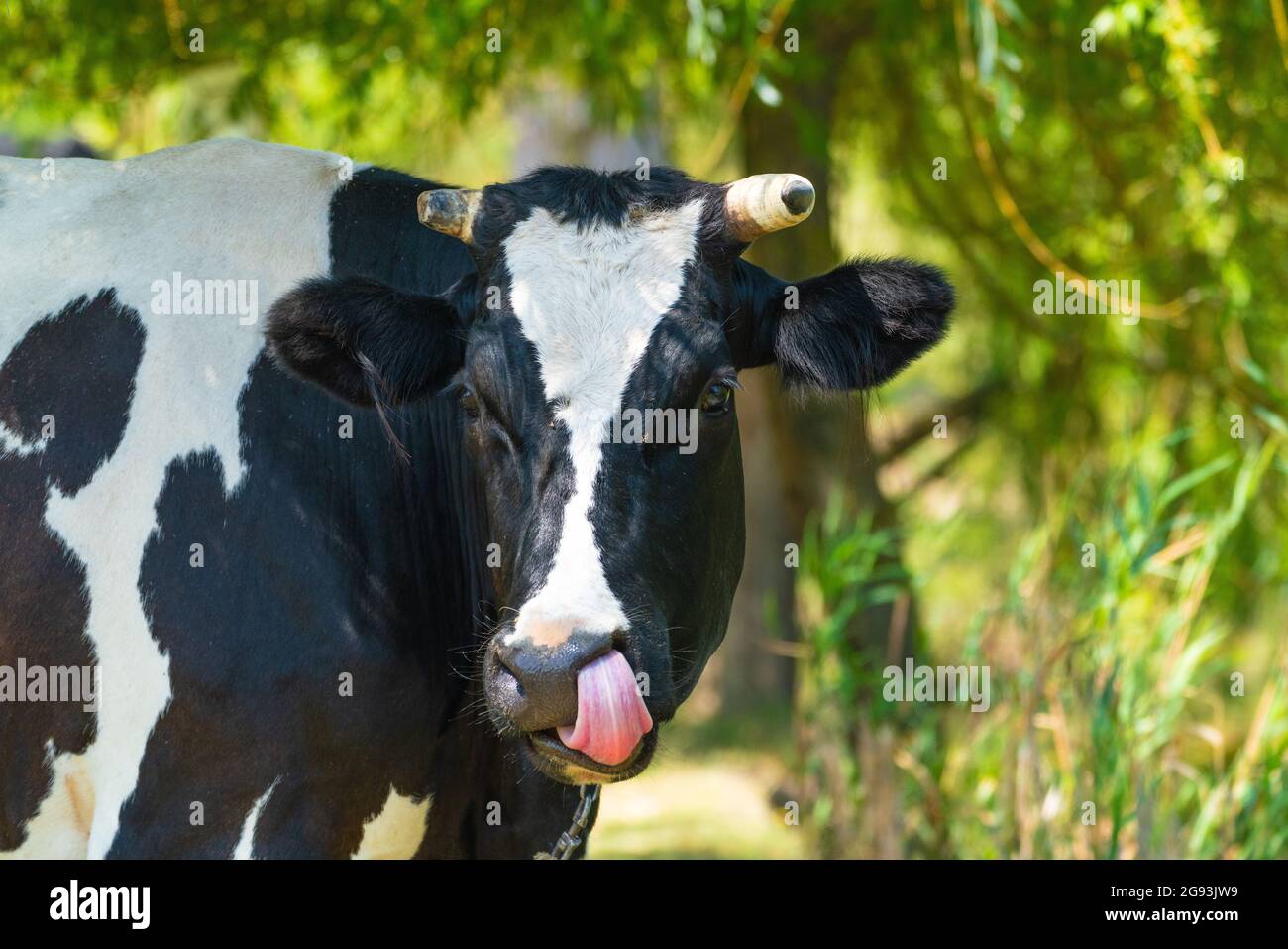 Cow muzzle close up portrait Stock Photo