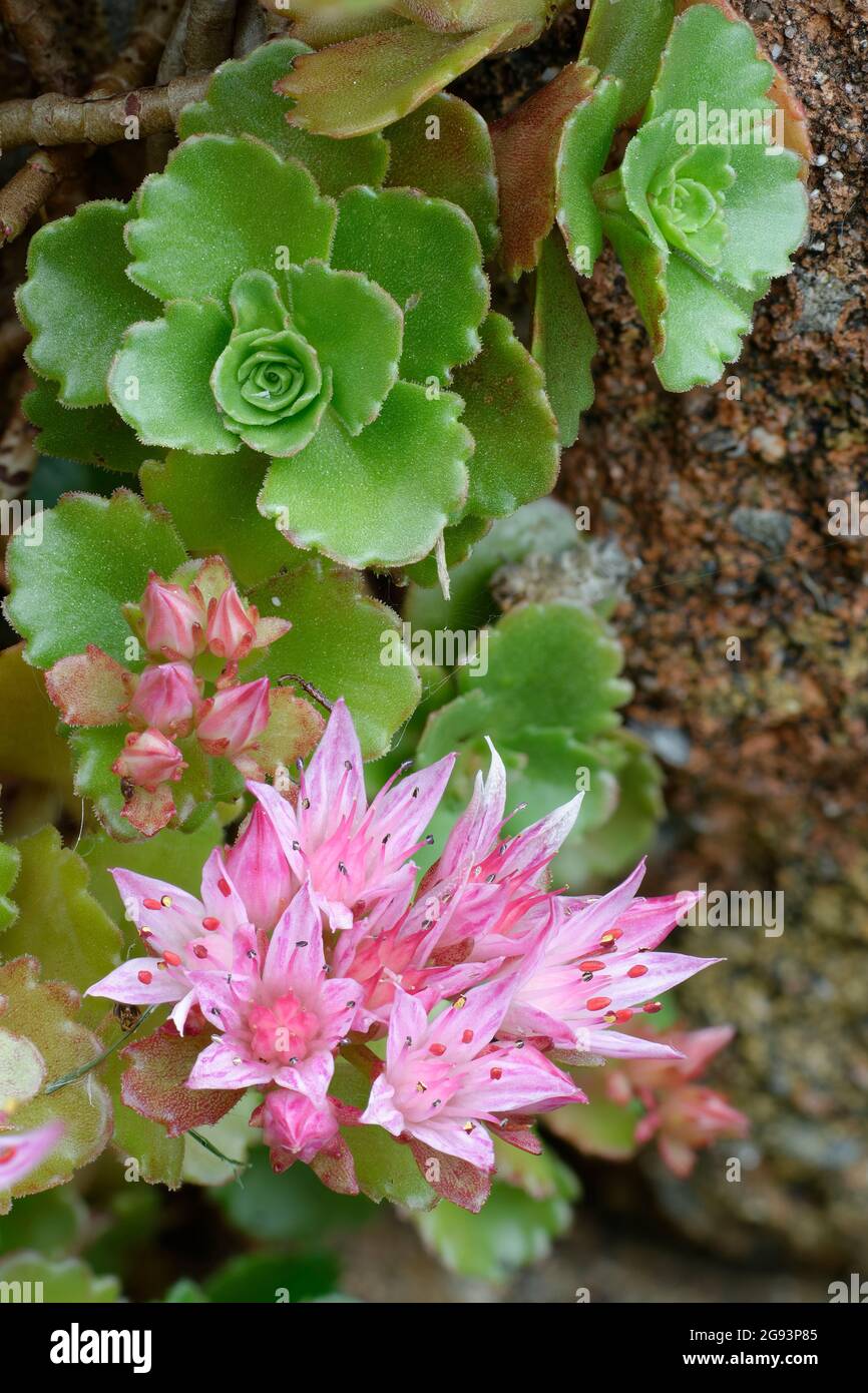 Caucasian Stonecrop - Sedum spurium, pink flowers & leaf rosette Stock Photo