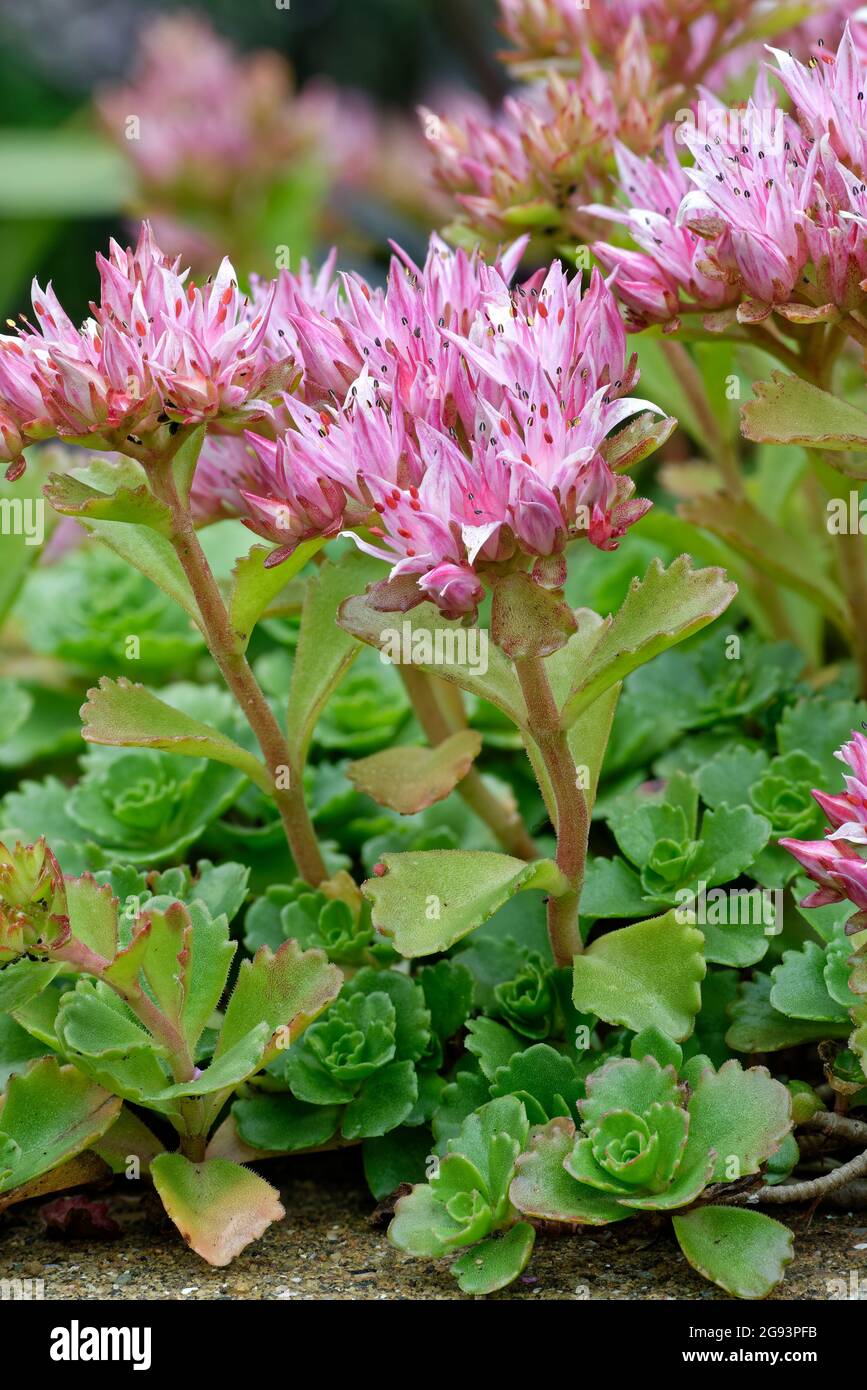 Caucasian Stonecrop - Sedum spurium, pink flowers & leaves Stock Photo