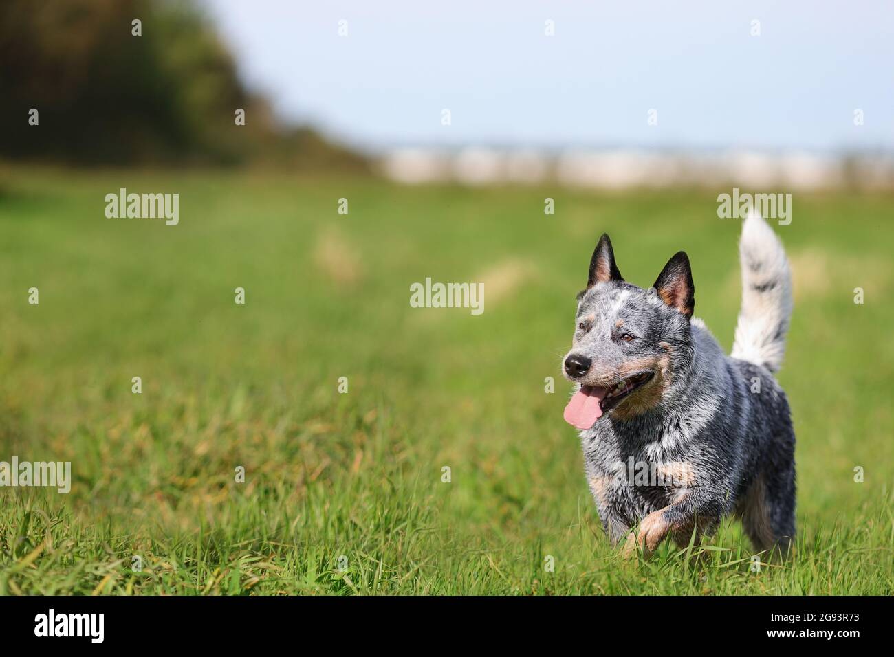 Australian shepherd blue heeler dog hires stock photography and images